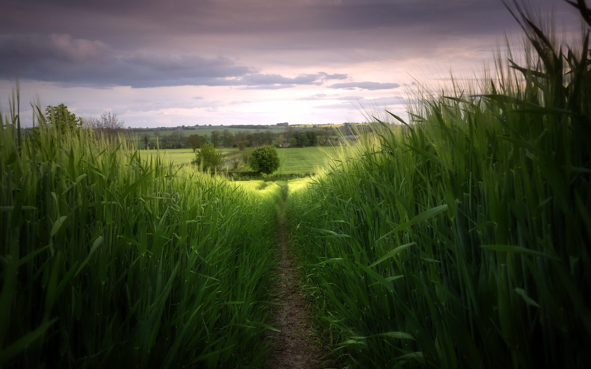 champ route nature paysage