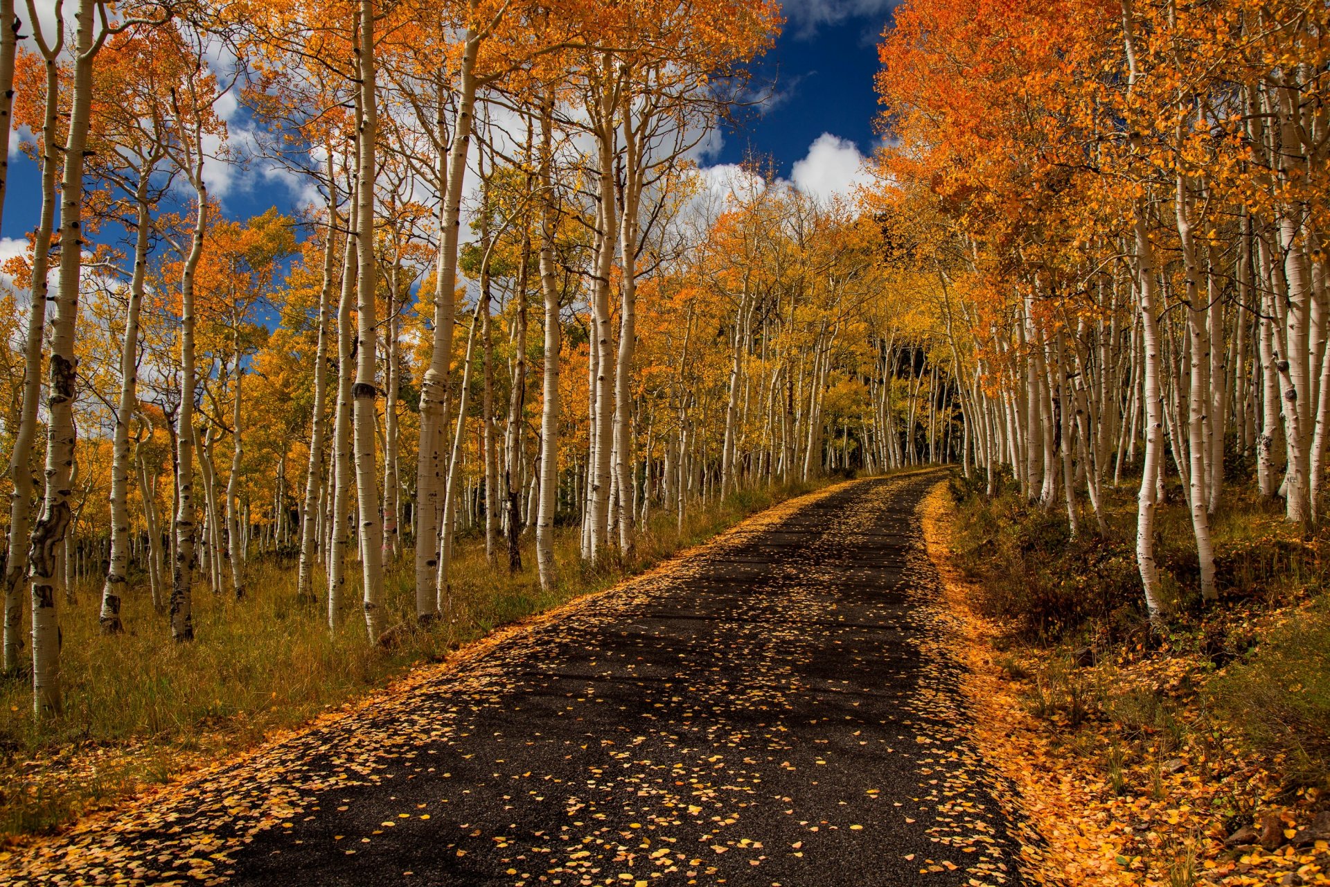 nature forêt parc arbres feuilles coloré route automne automne couleurs promenade