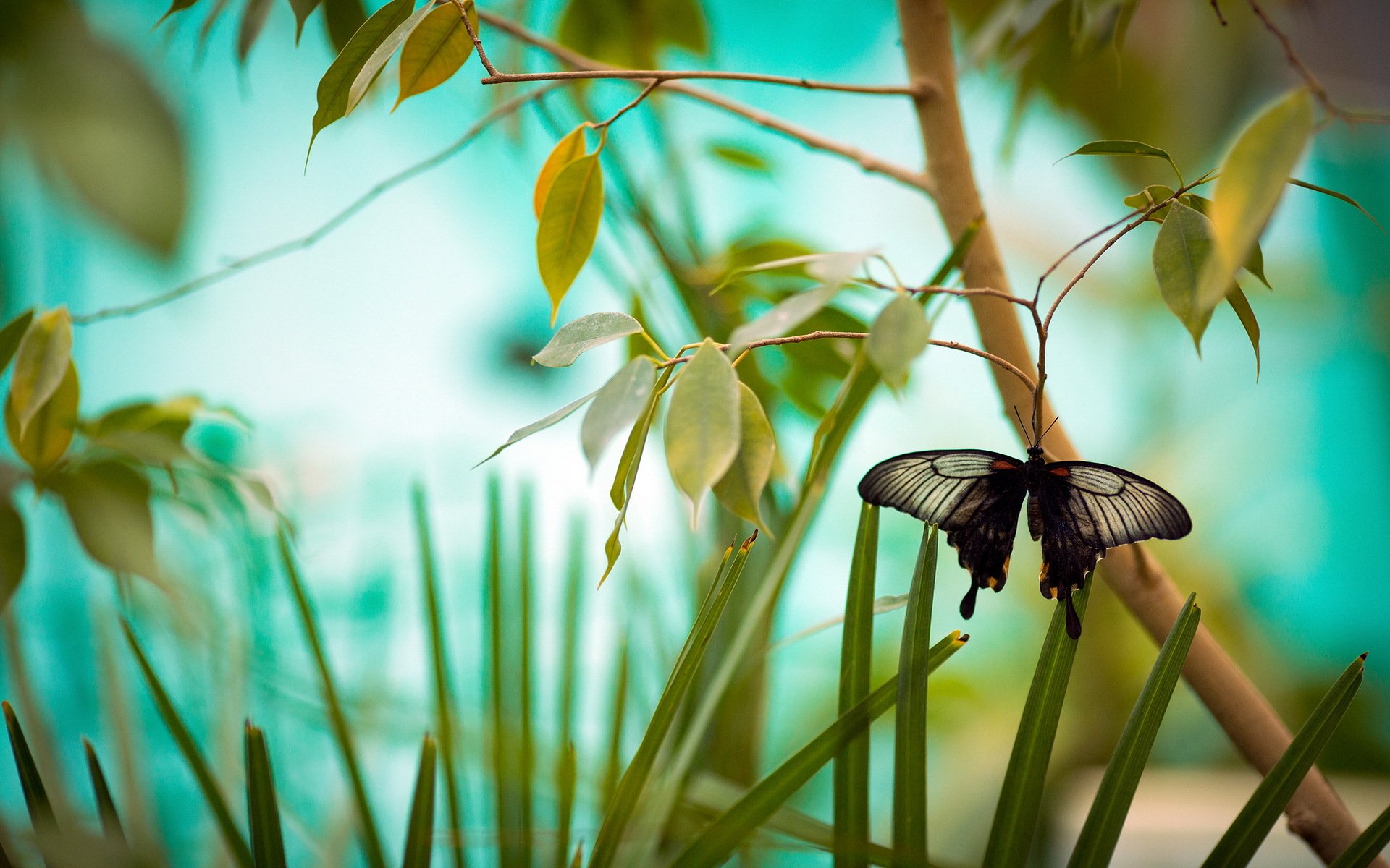 butterfly branches nature