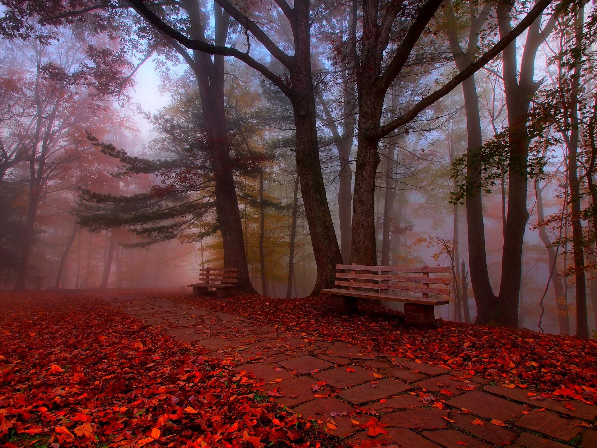 feuilles arbres parc herbe route couleurs automne marche hdr nature banc banc