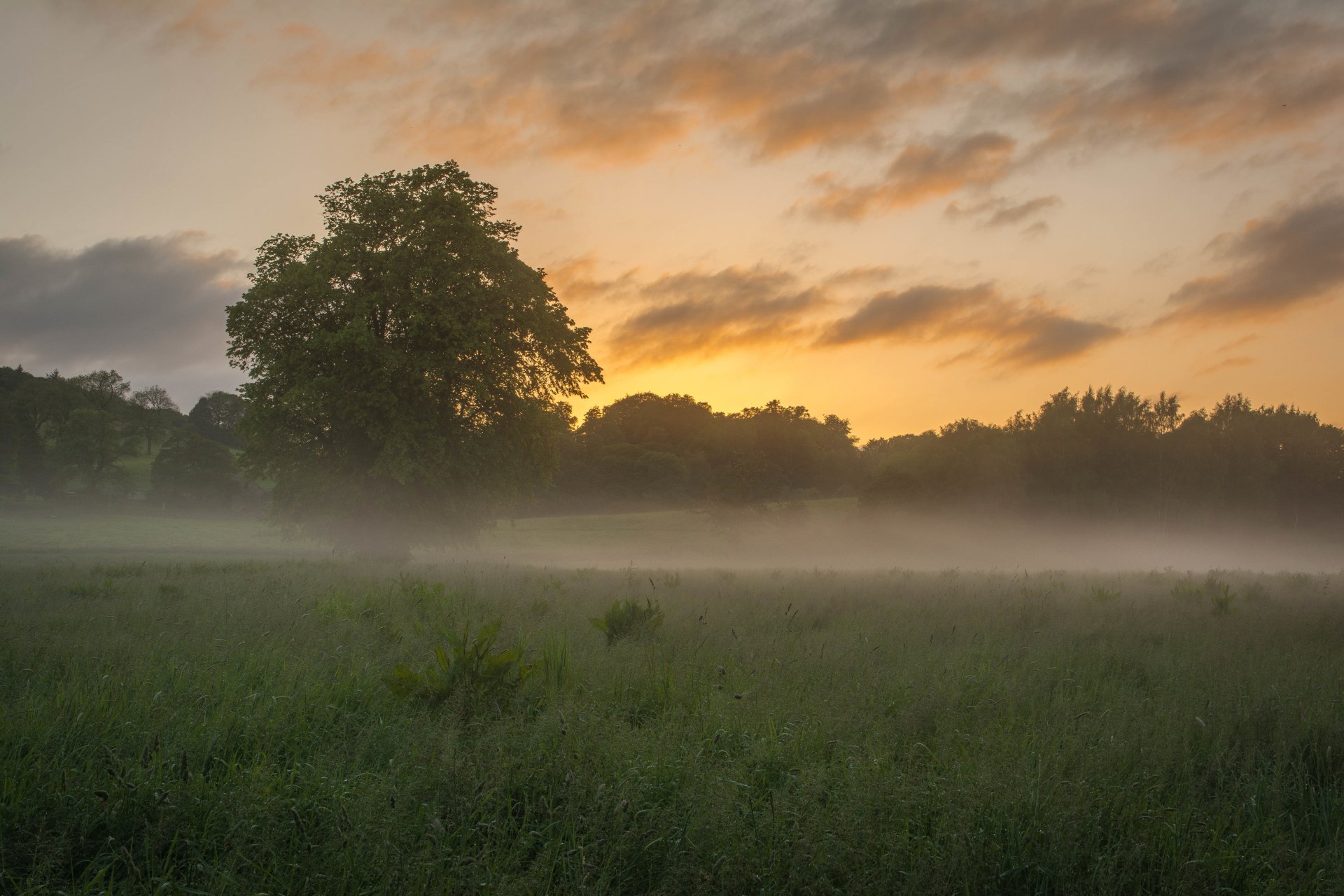 champ arbres brouillard matin