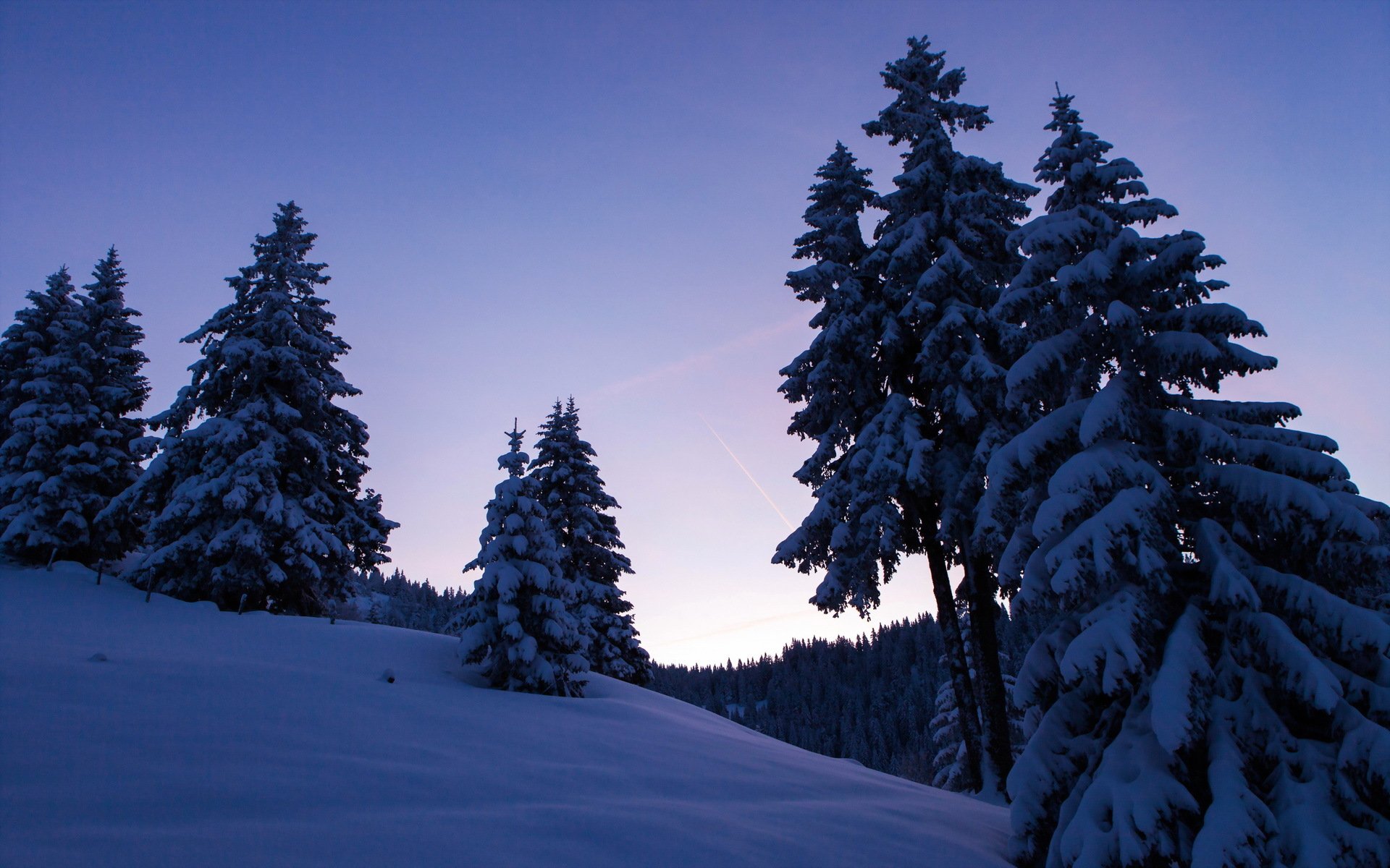 winter tree night