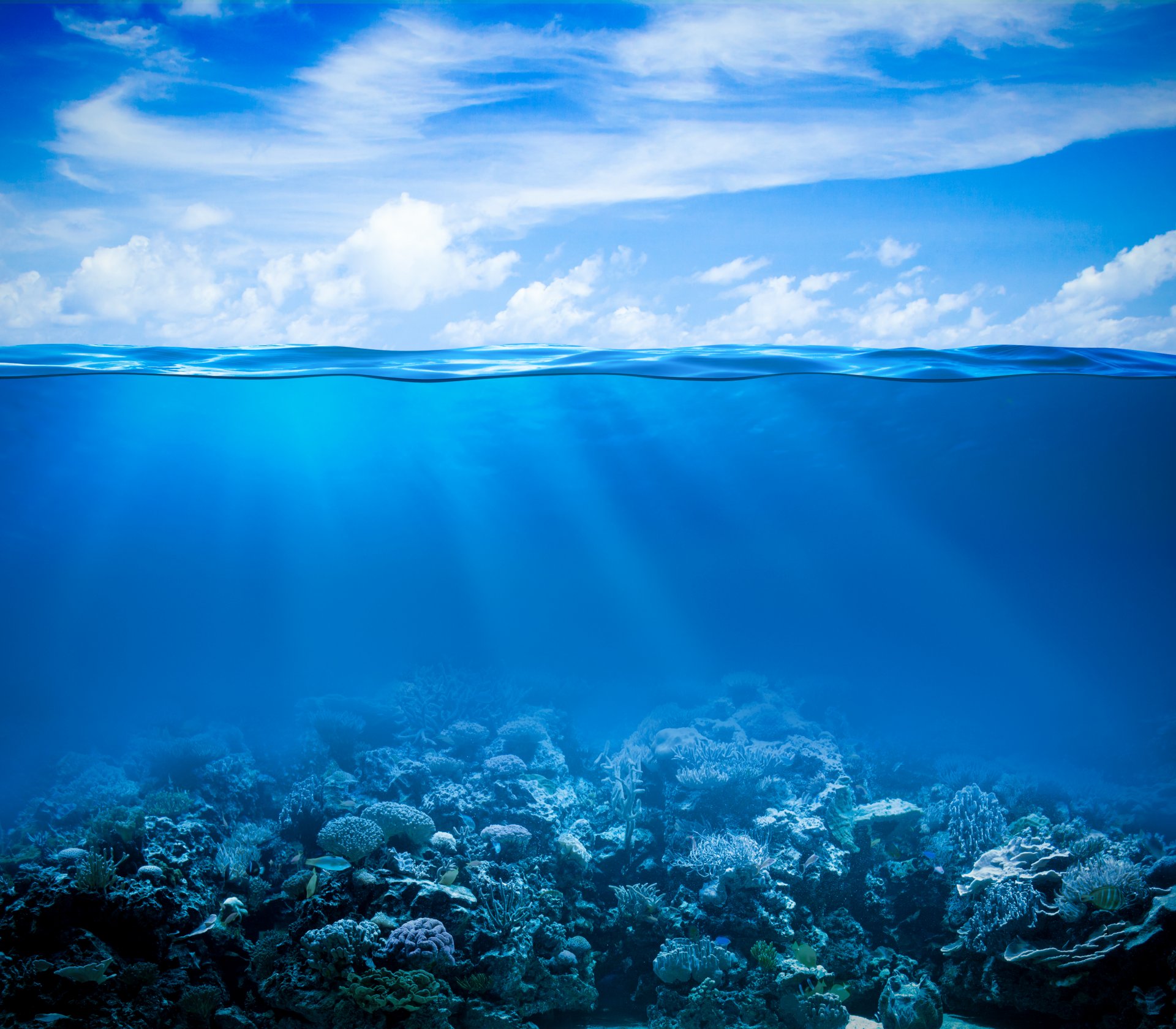 tropical coral reef water ocean underwater world coral reef sea