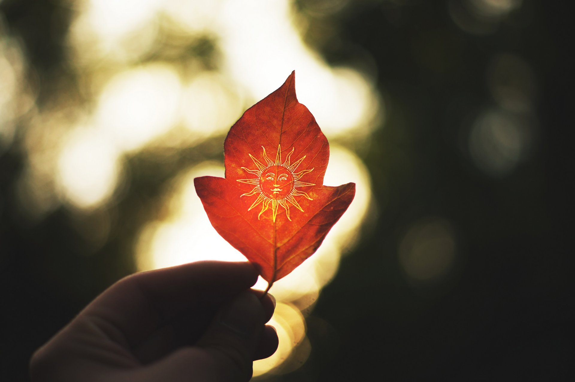 feuille soleil nature gros plan