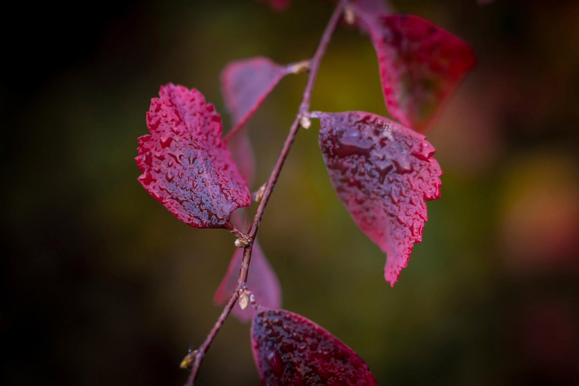 branch leaves red