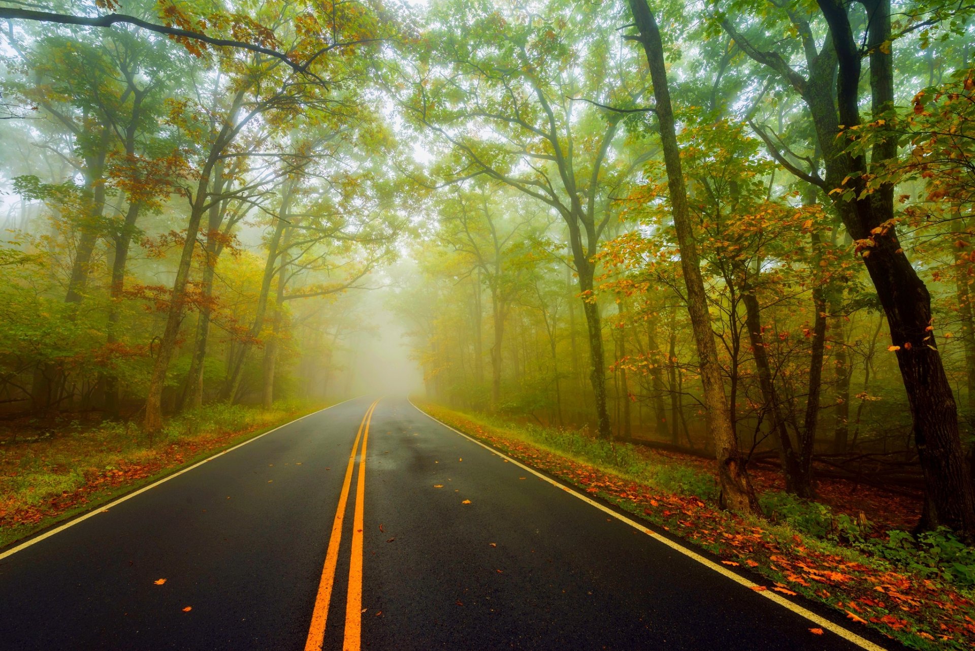 natura foresta parco alberi foglie colorato strada autunno caduta colori passeggiata