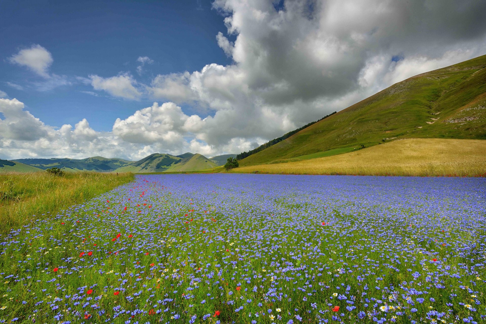 castelluccio italia fiori