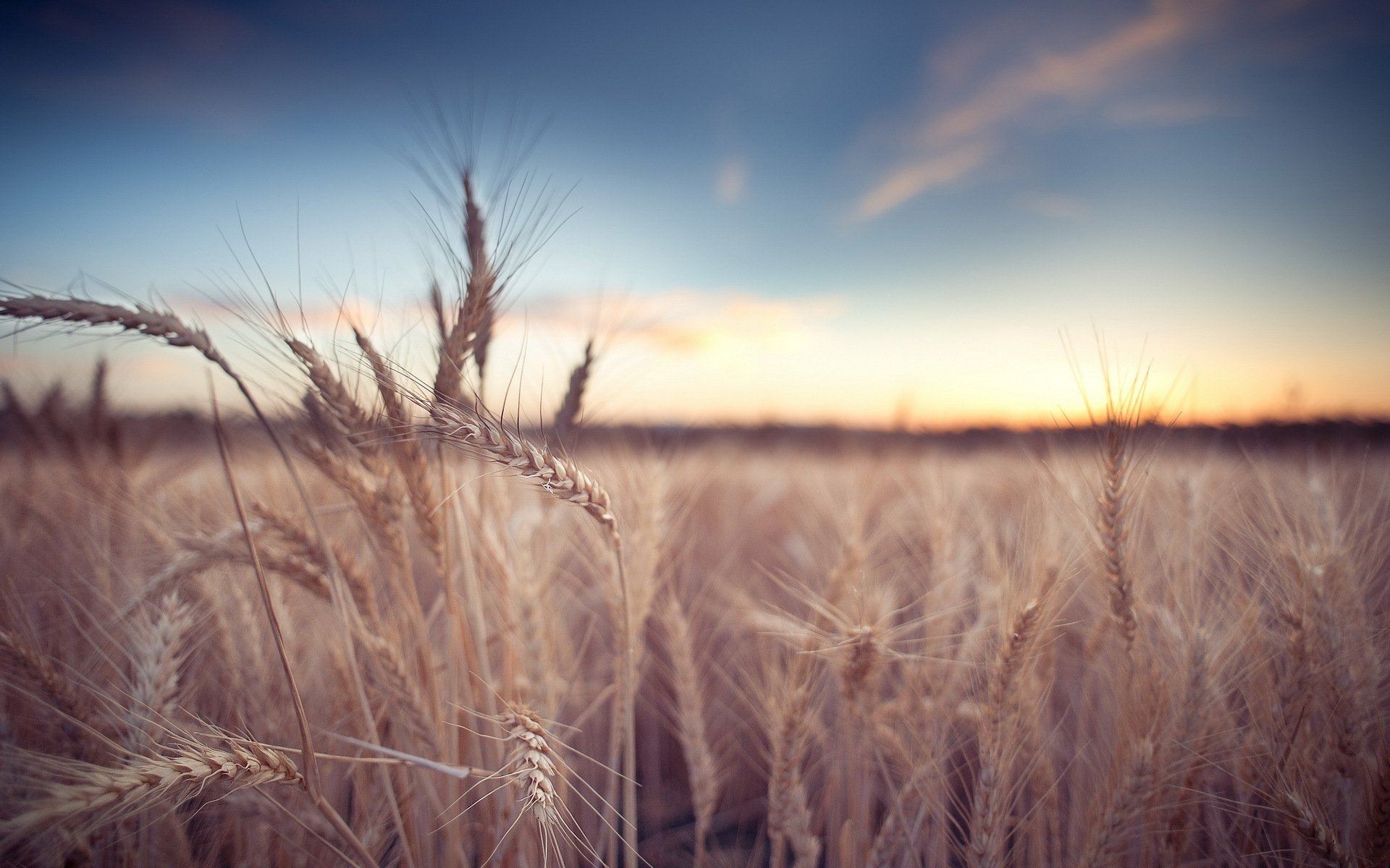 feld ohren natur