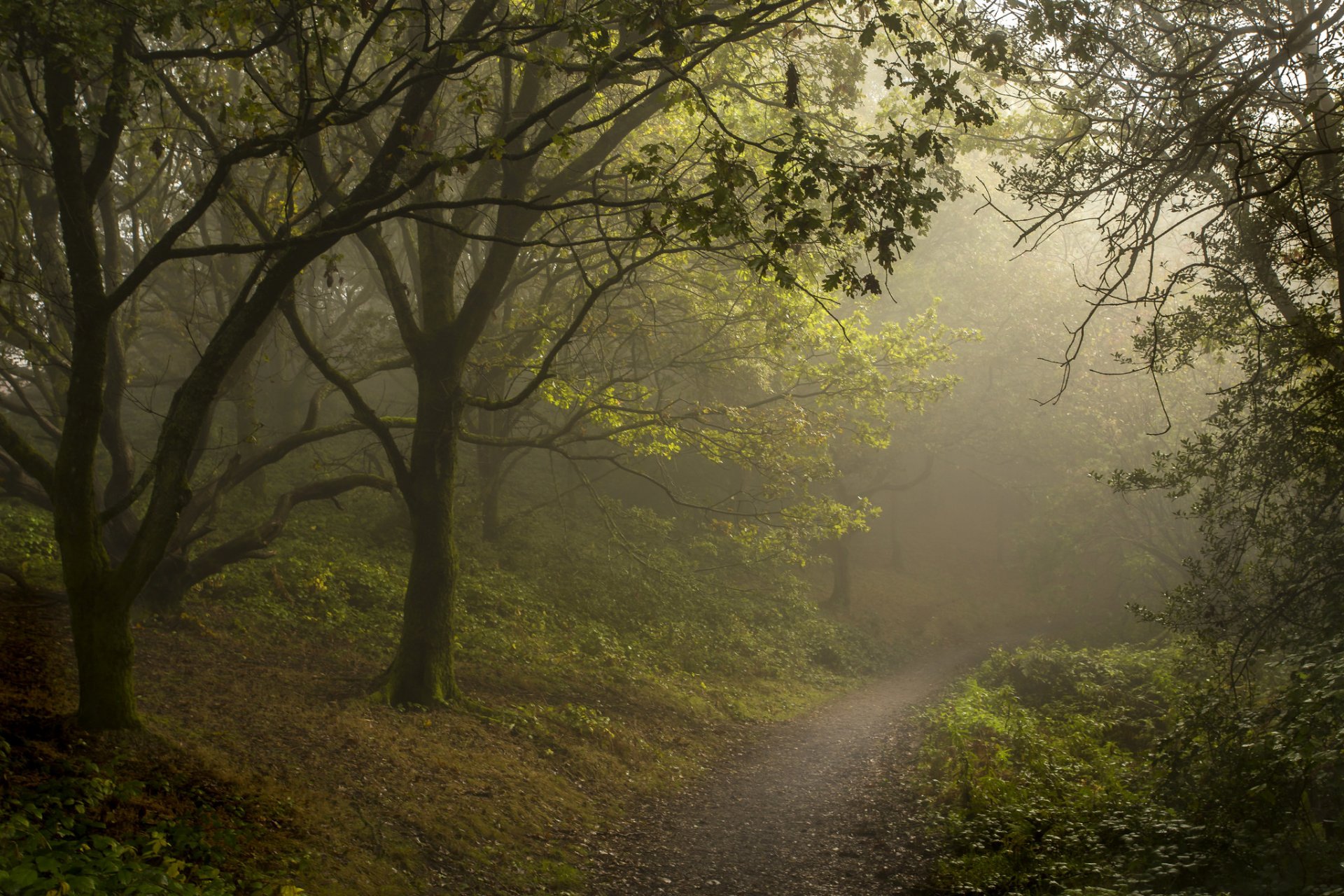 wald fußweg nebel sommer