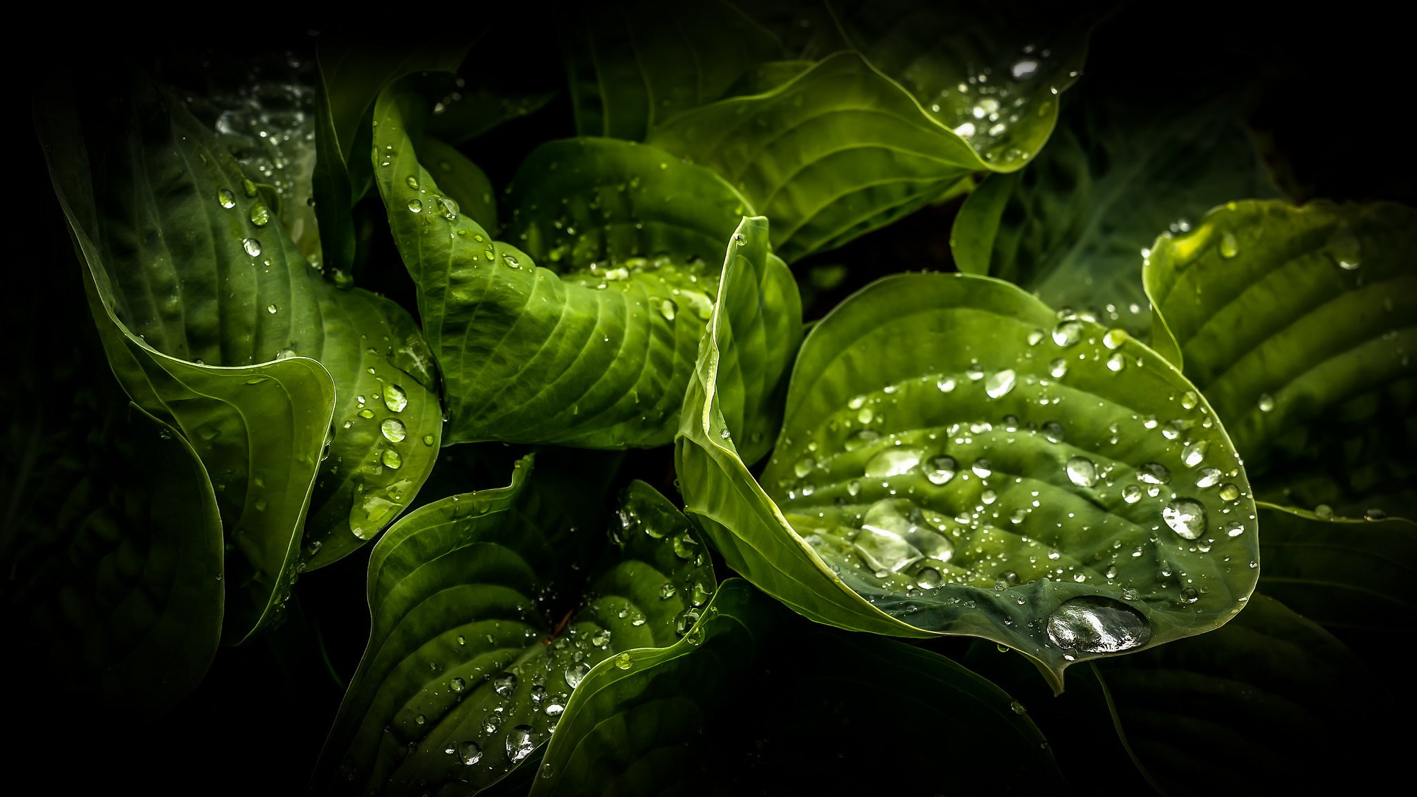 feuilles gouttes nature