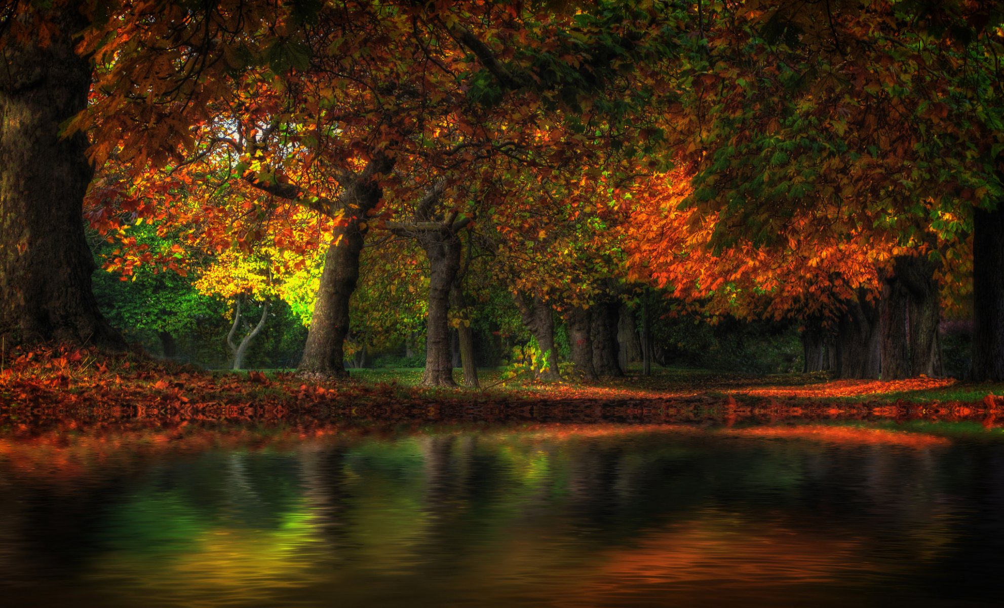 forest park tree autumn pond