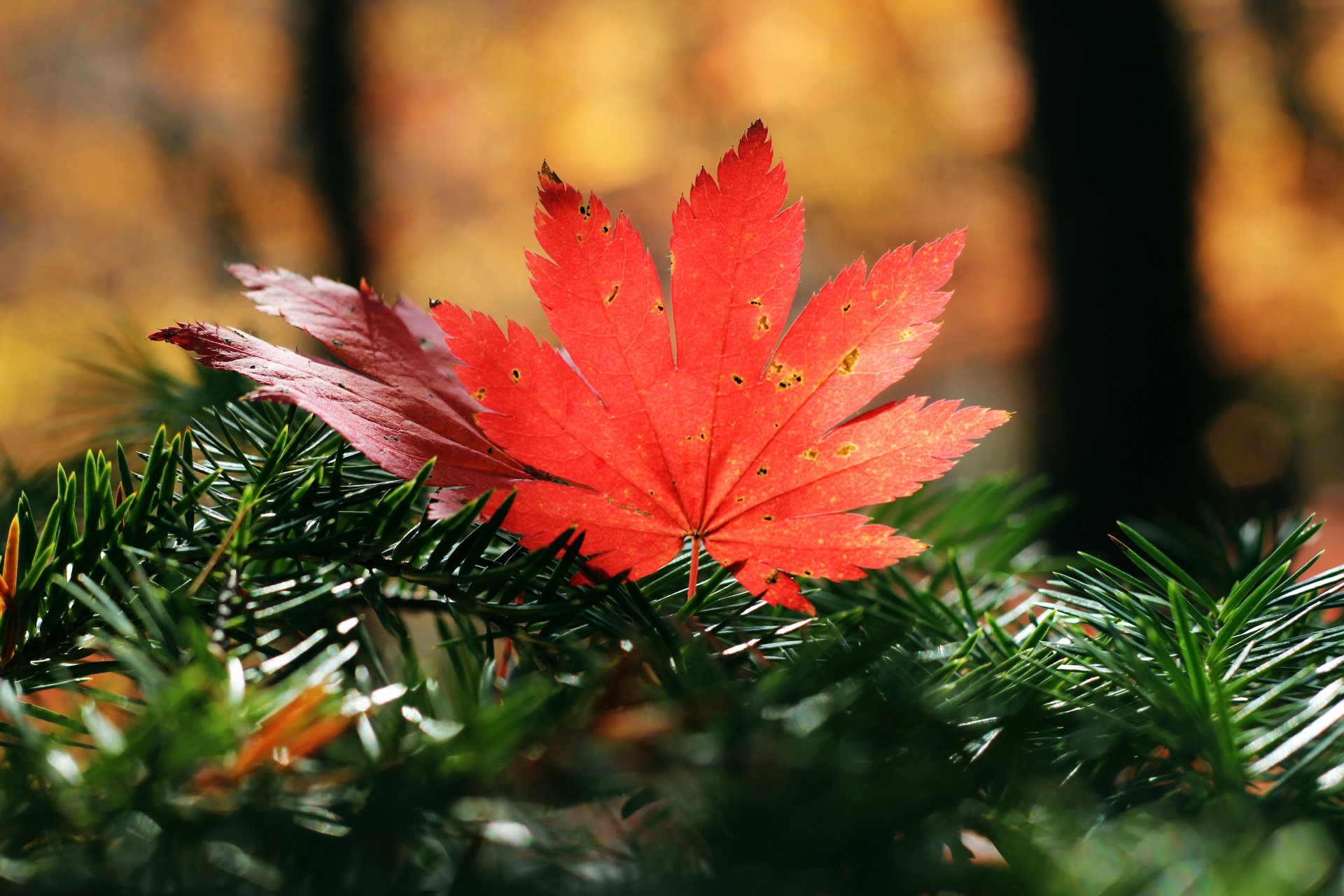 autumn nature of the year leaves needle