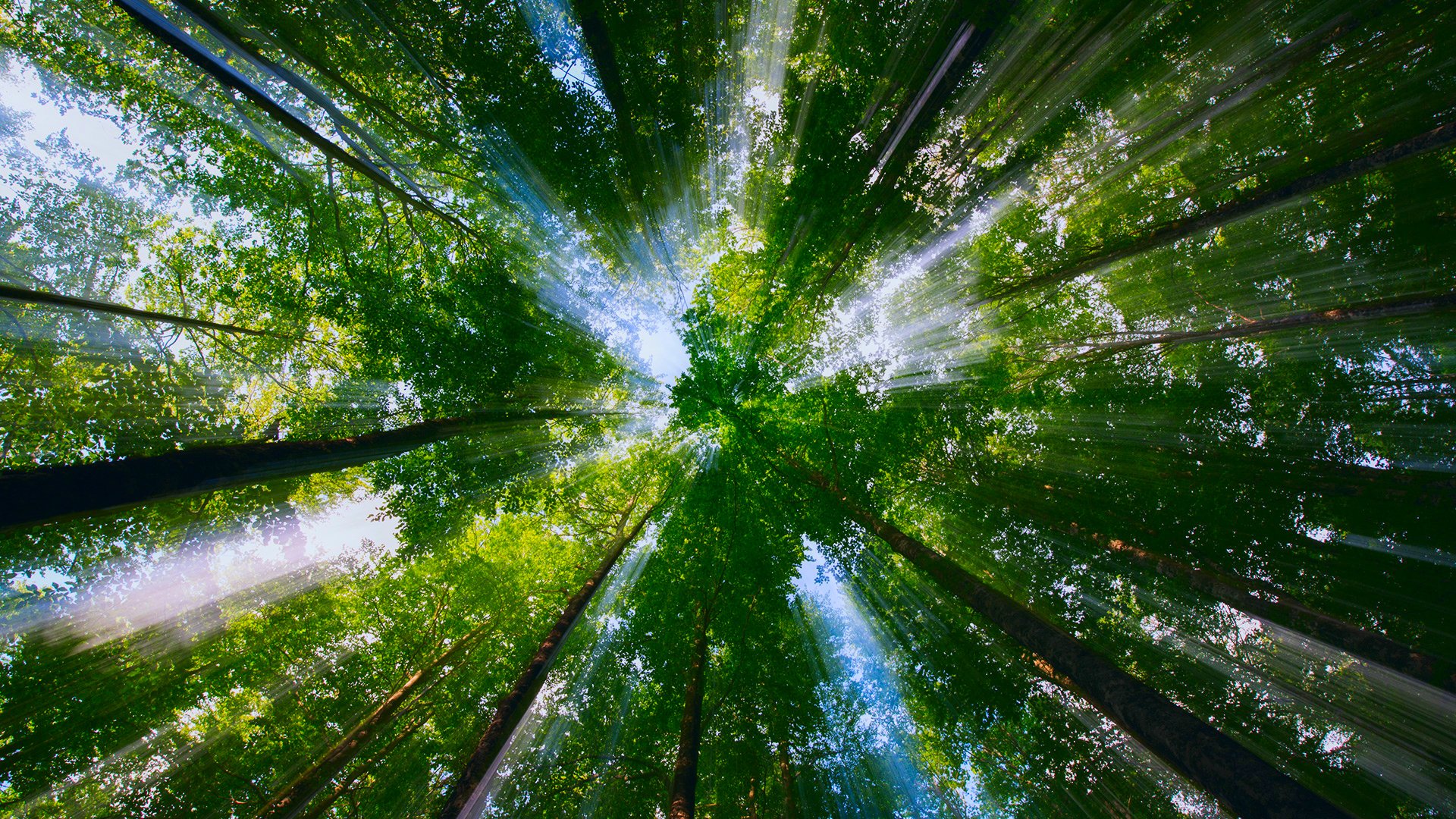 natura alberi corone fogliame luce raggi