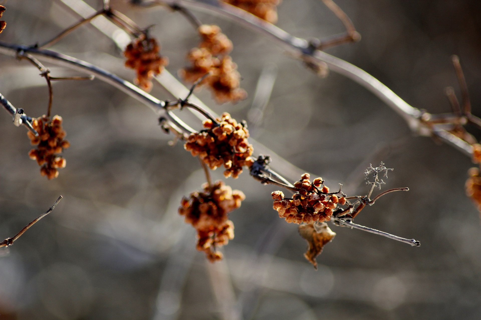 herbst traurigkeit sehnsucht wind