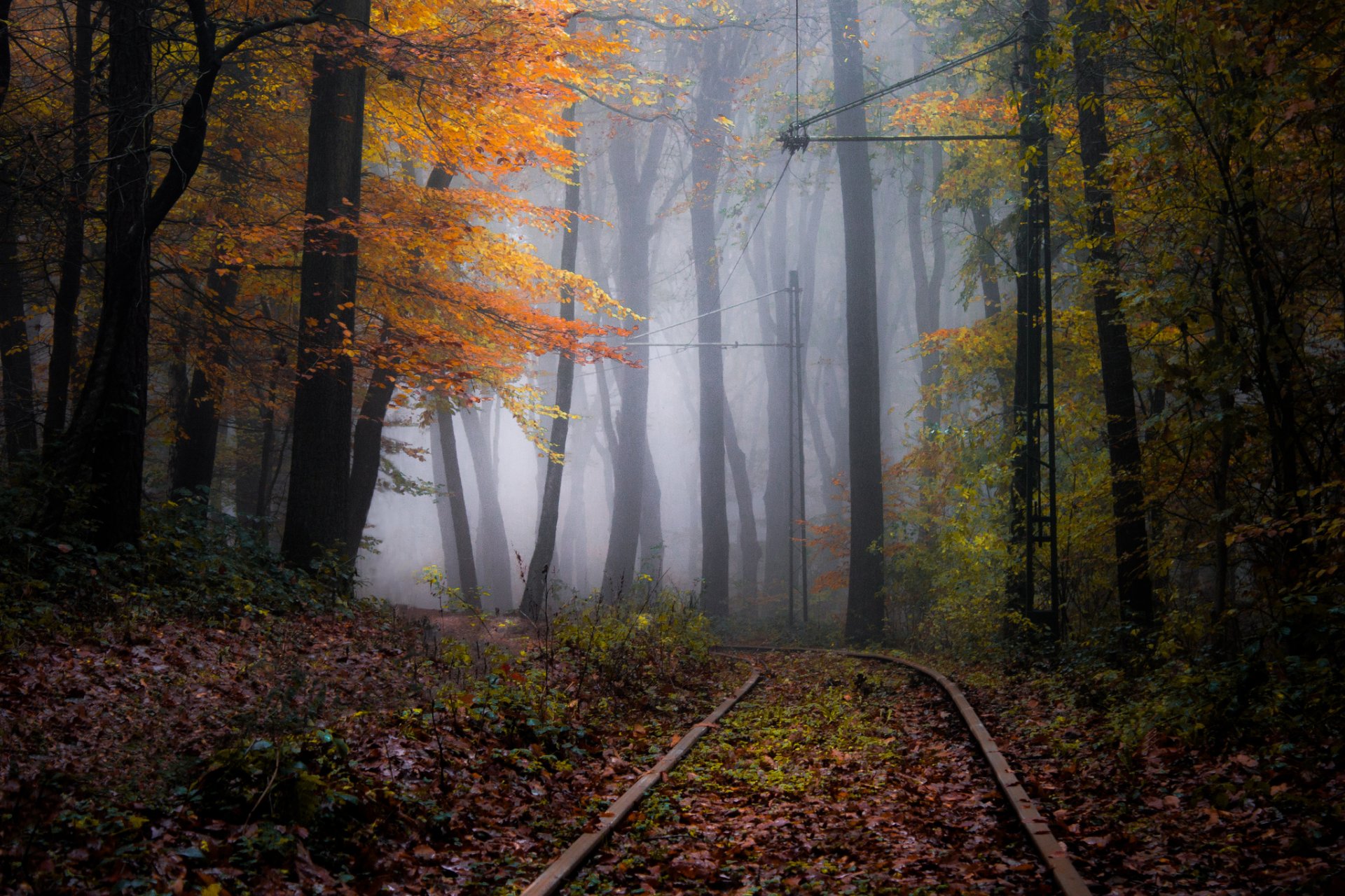 nature chemins forêt automne brouillard brume