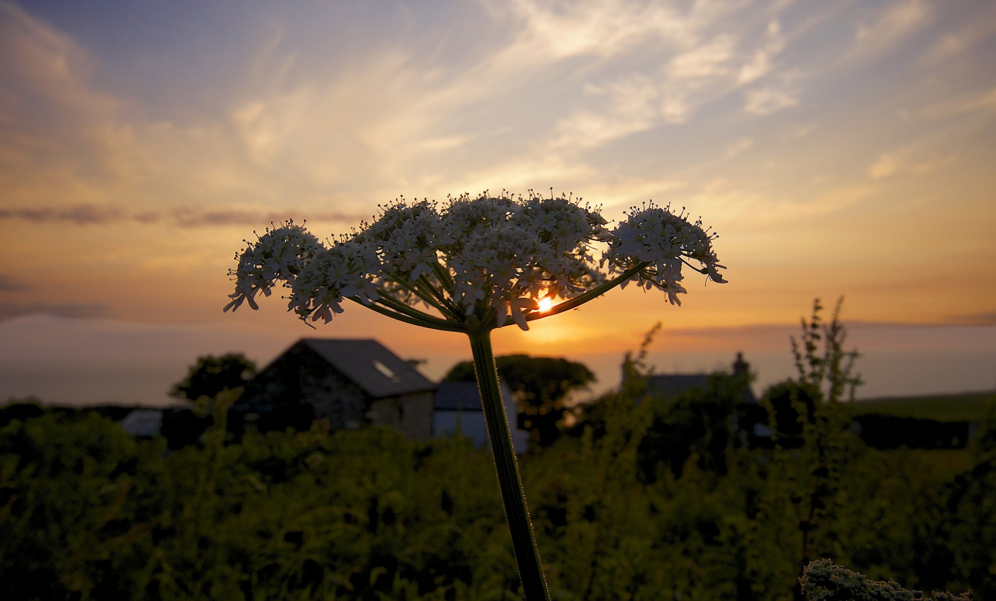 sommer land sonne pflanze juli