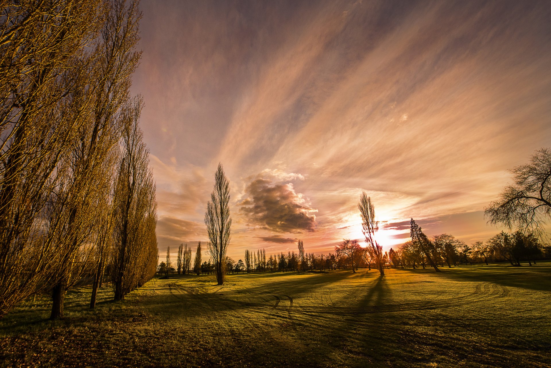 nature poplar sky clouds lawn gra