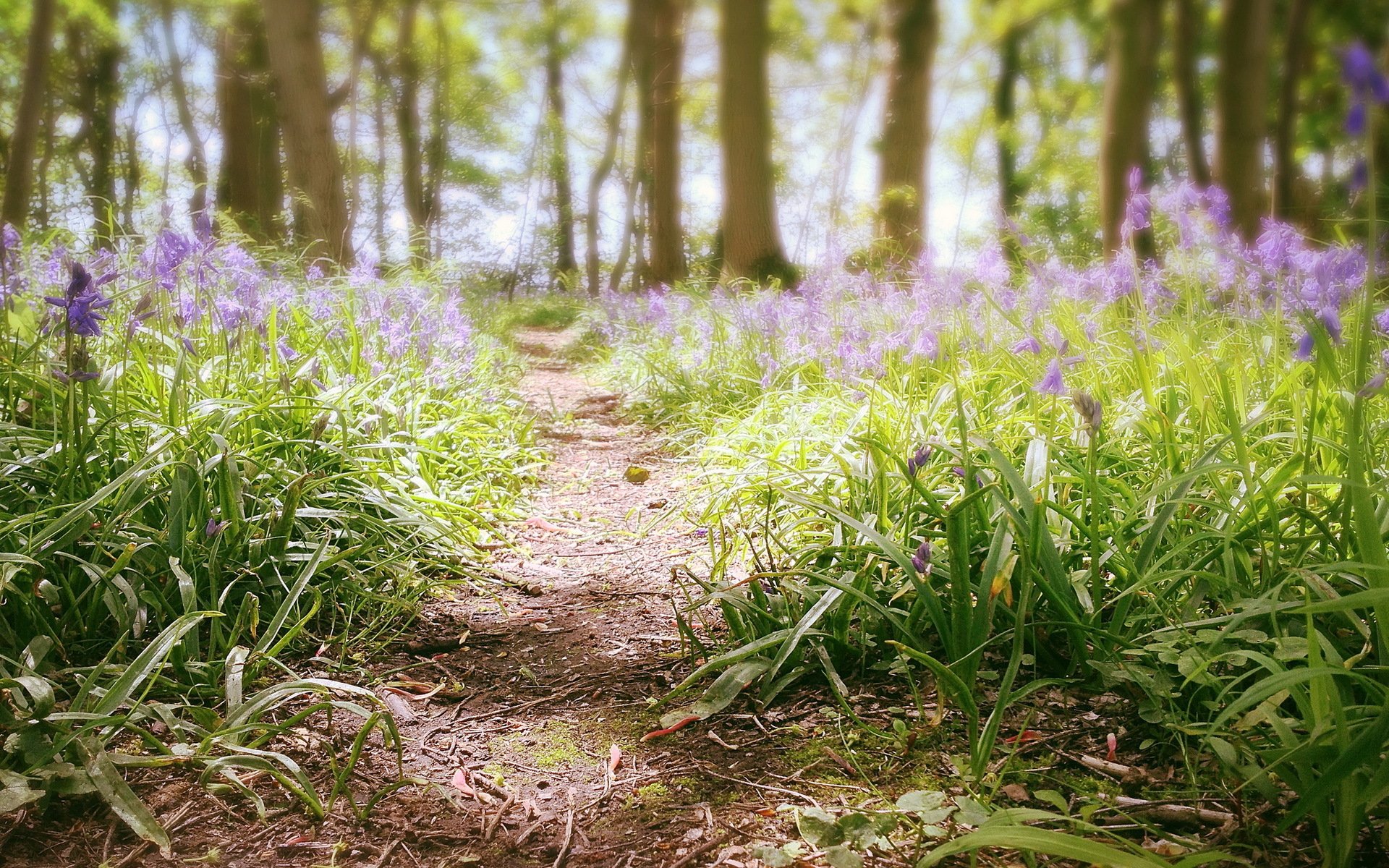 forest flower summer nature