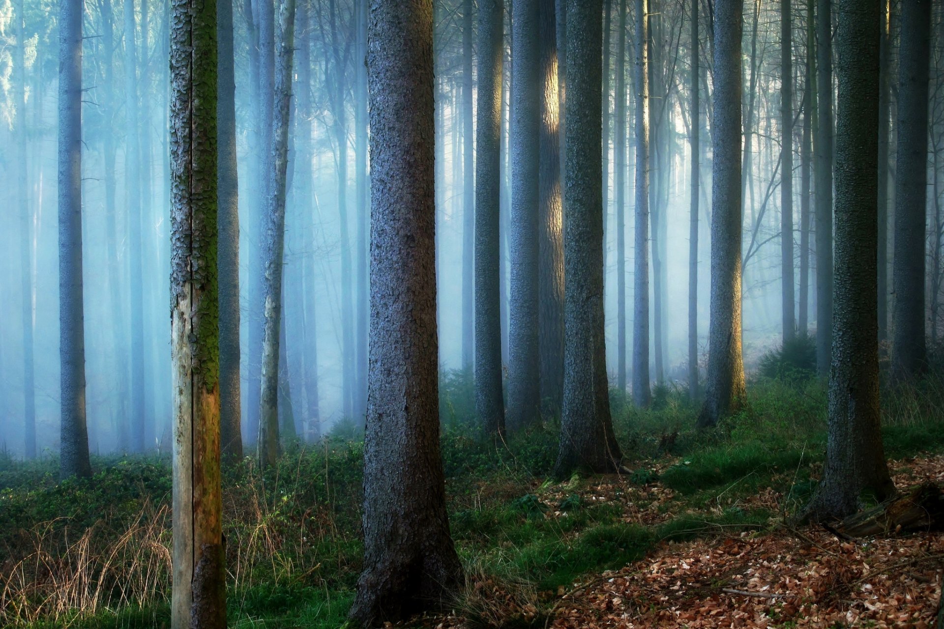 germany forest tree trunks fog nature