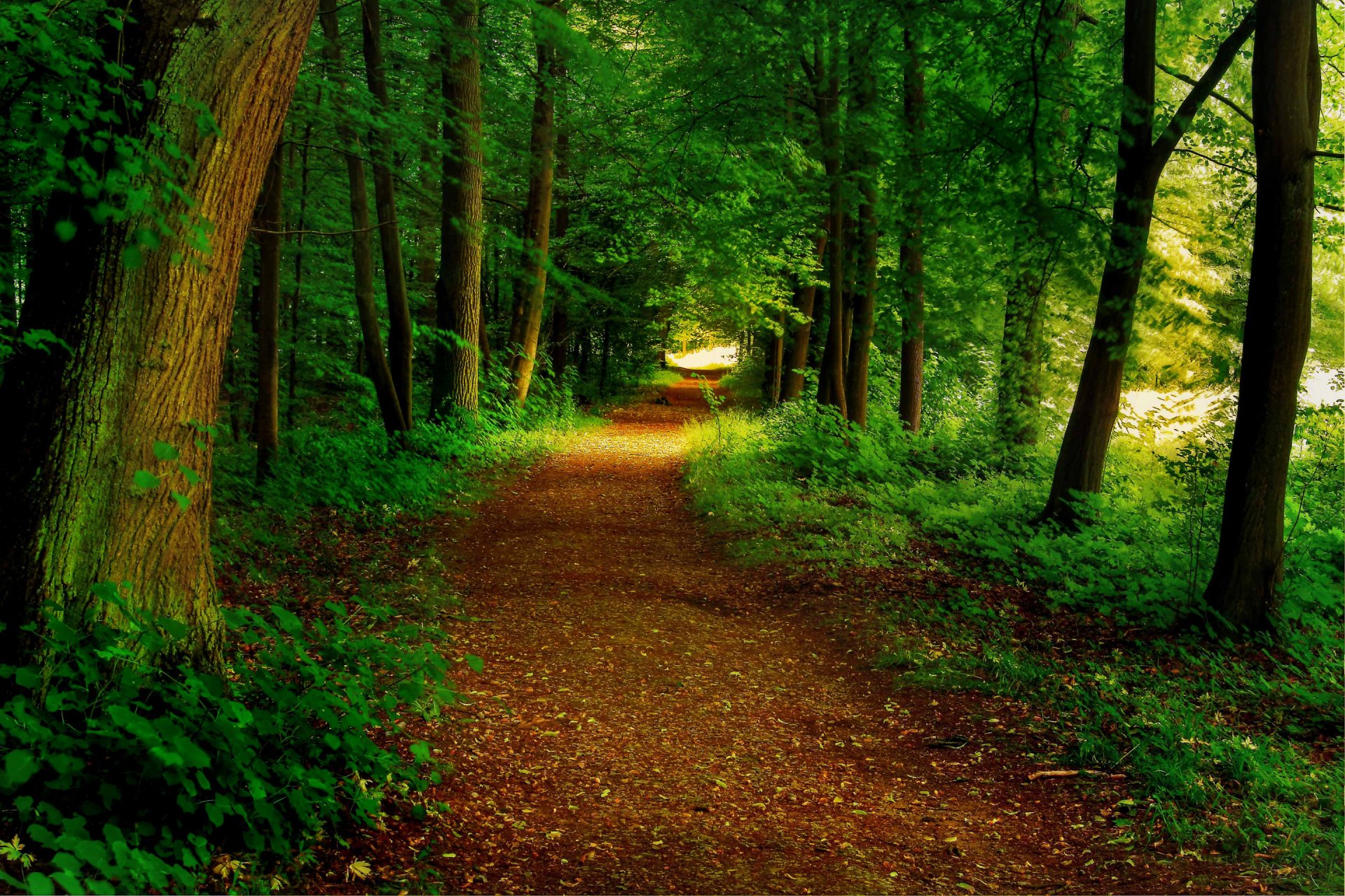 bosque parque árboles camino