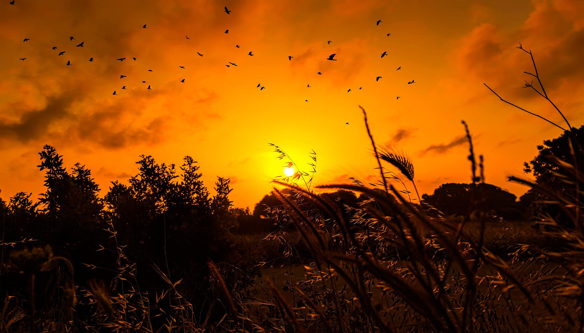 soleil lever du soleil oiseaux herbe