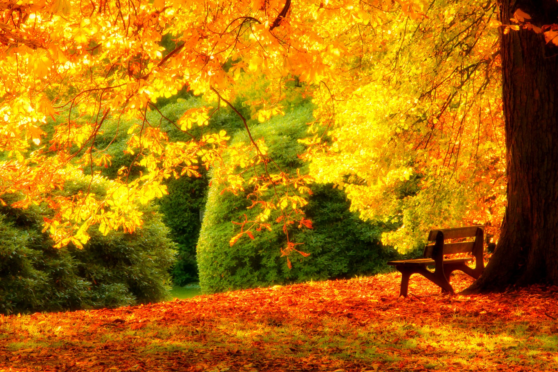 hojas bosque árboles parque hierba camino colores otoño paseo hdr naturaleza banco banco