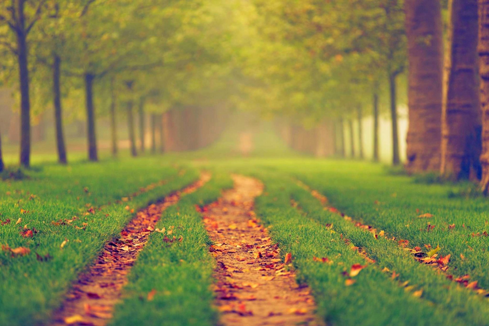 natura foresta parco alberi foglie colorato strada autunno caduta colori passeggiata