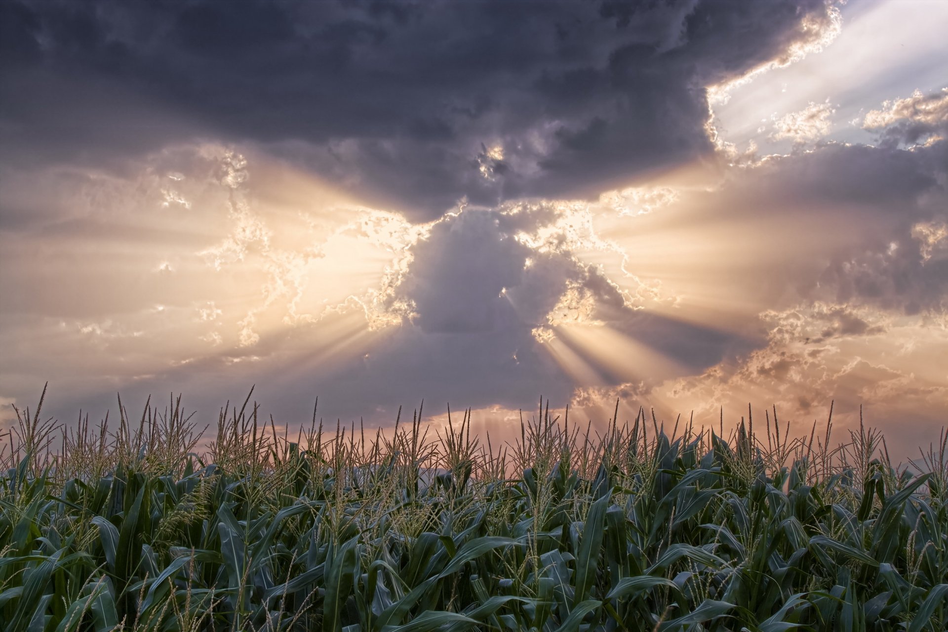 pole sorgo chmury promienie słoneczne