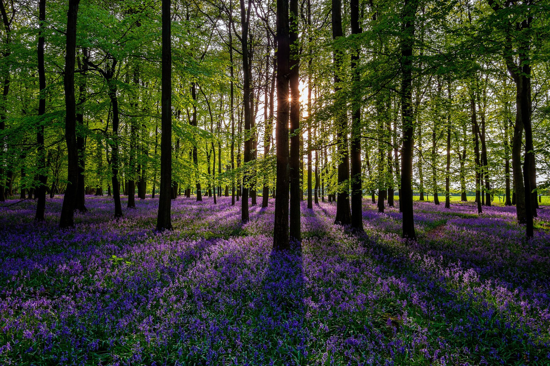 nature forest trees colorful spring flowers sun spring