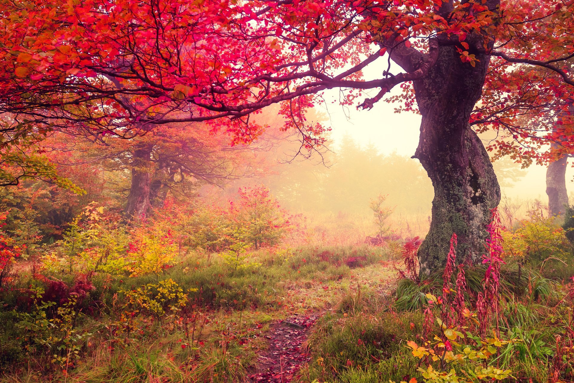 autumn leaves forest tree