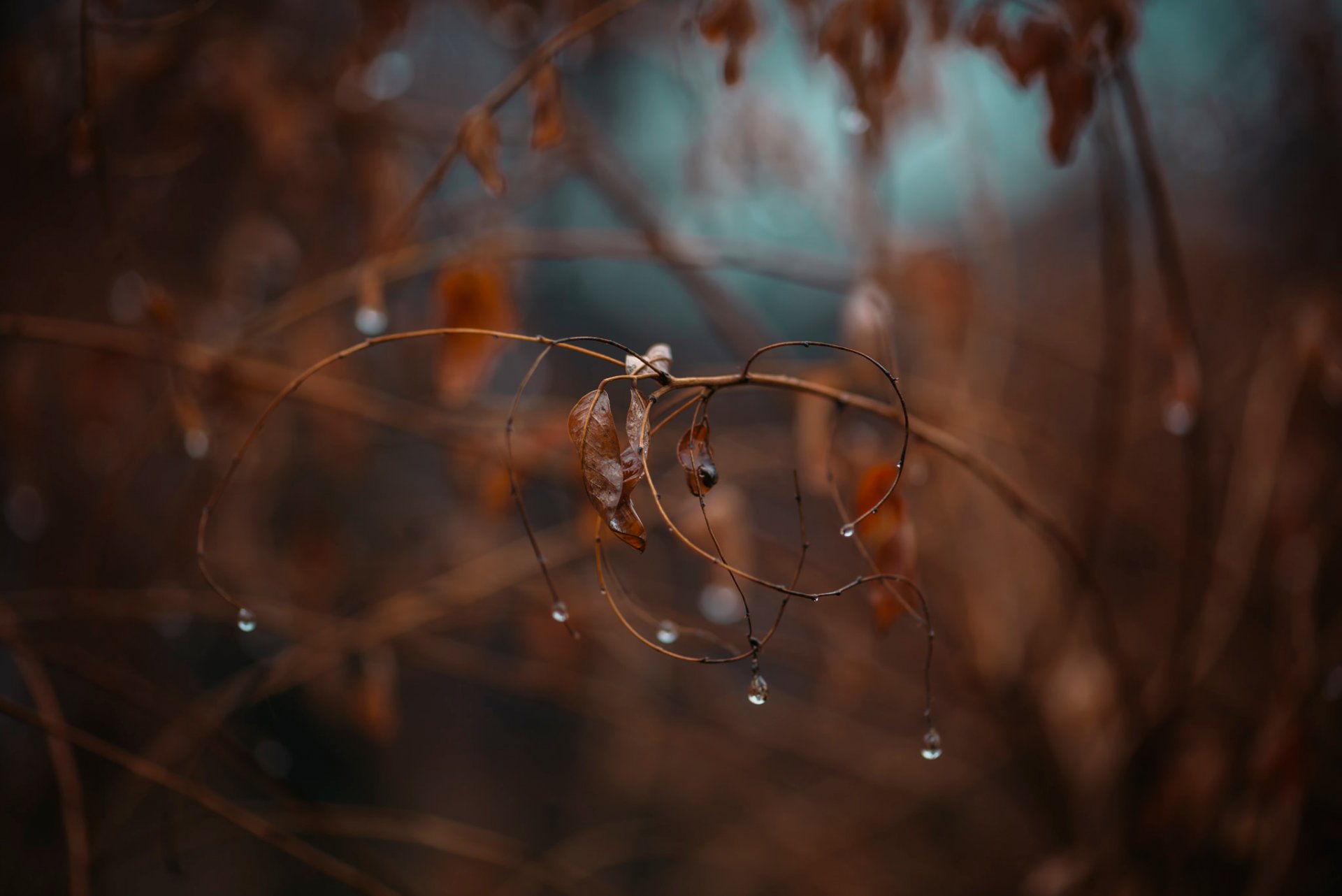 branch leaves drops bokeh