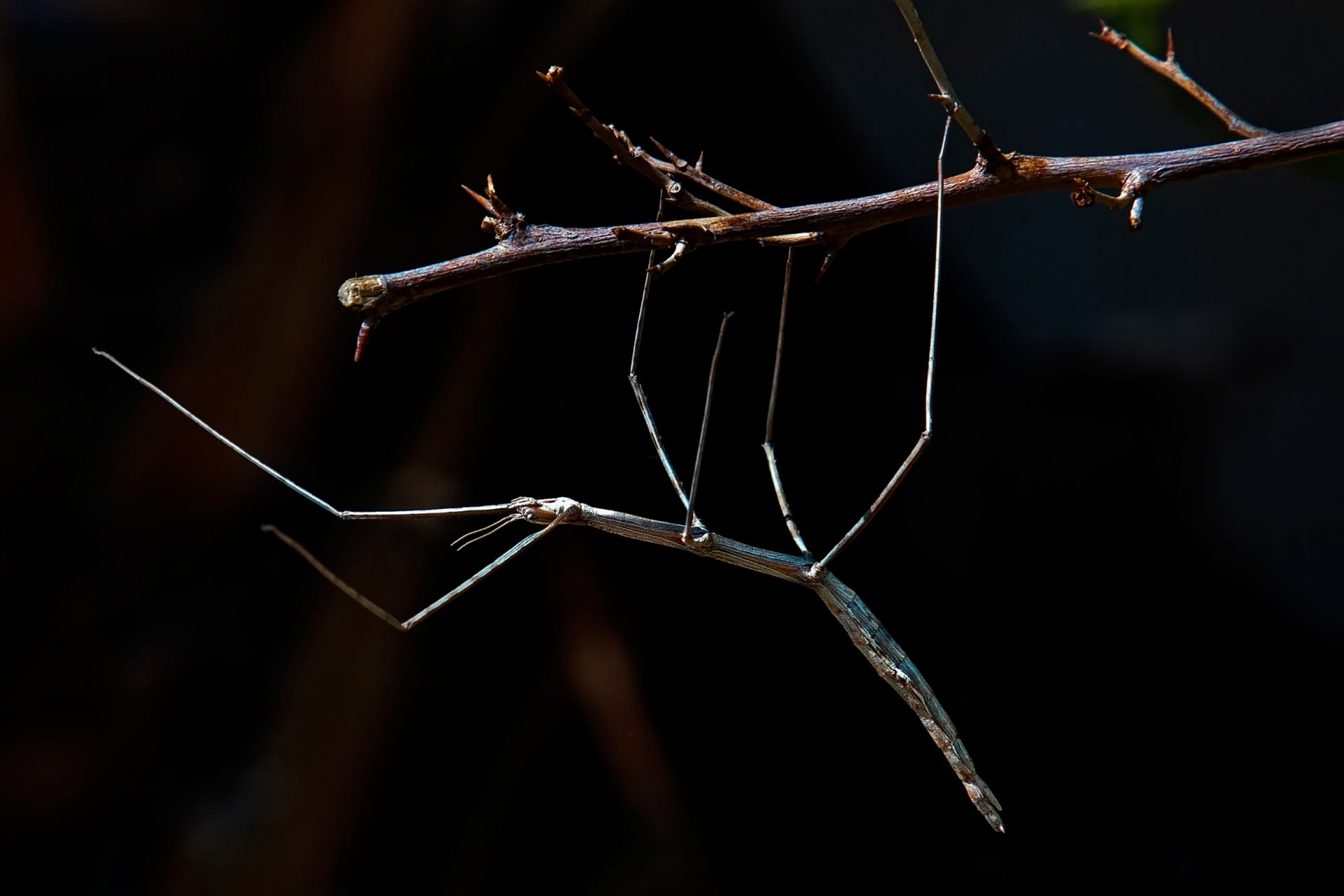 branch insect living stick