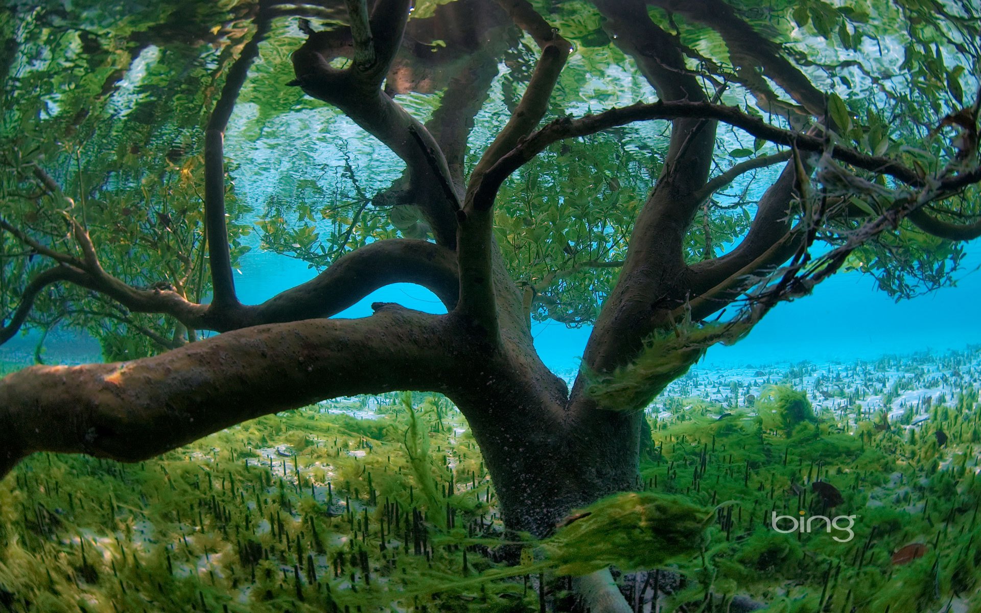 baum wasser algen meer überschwemmung blätter flut boden unterwasserwelt