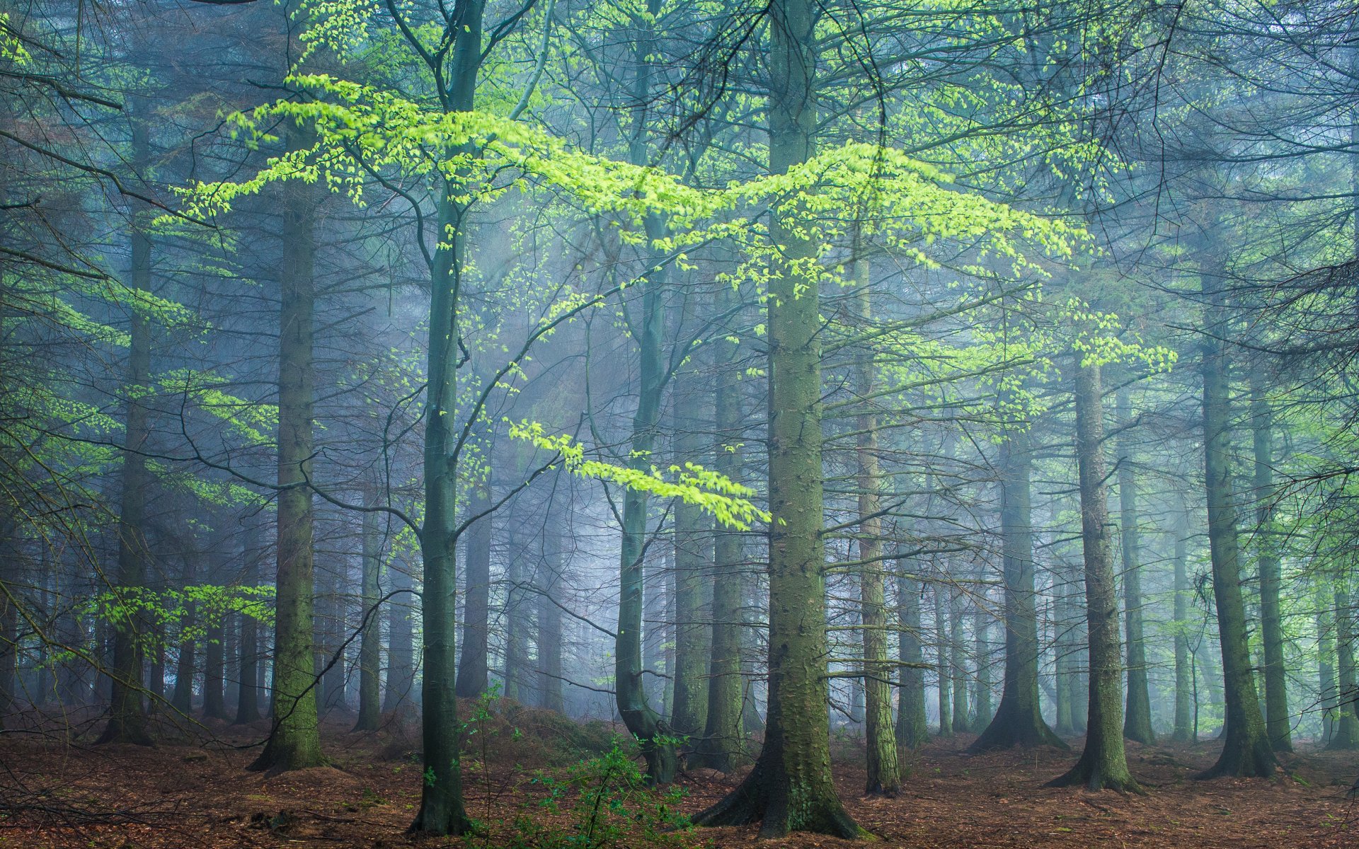 forêt printemps brouillard