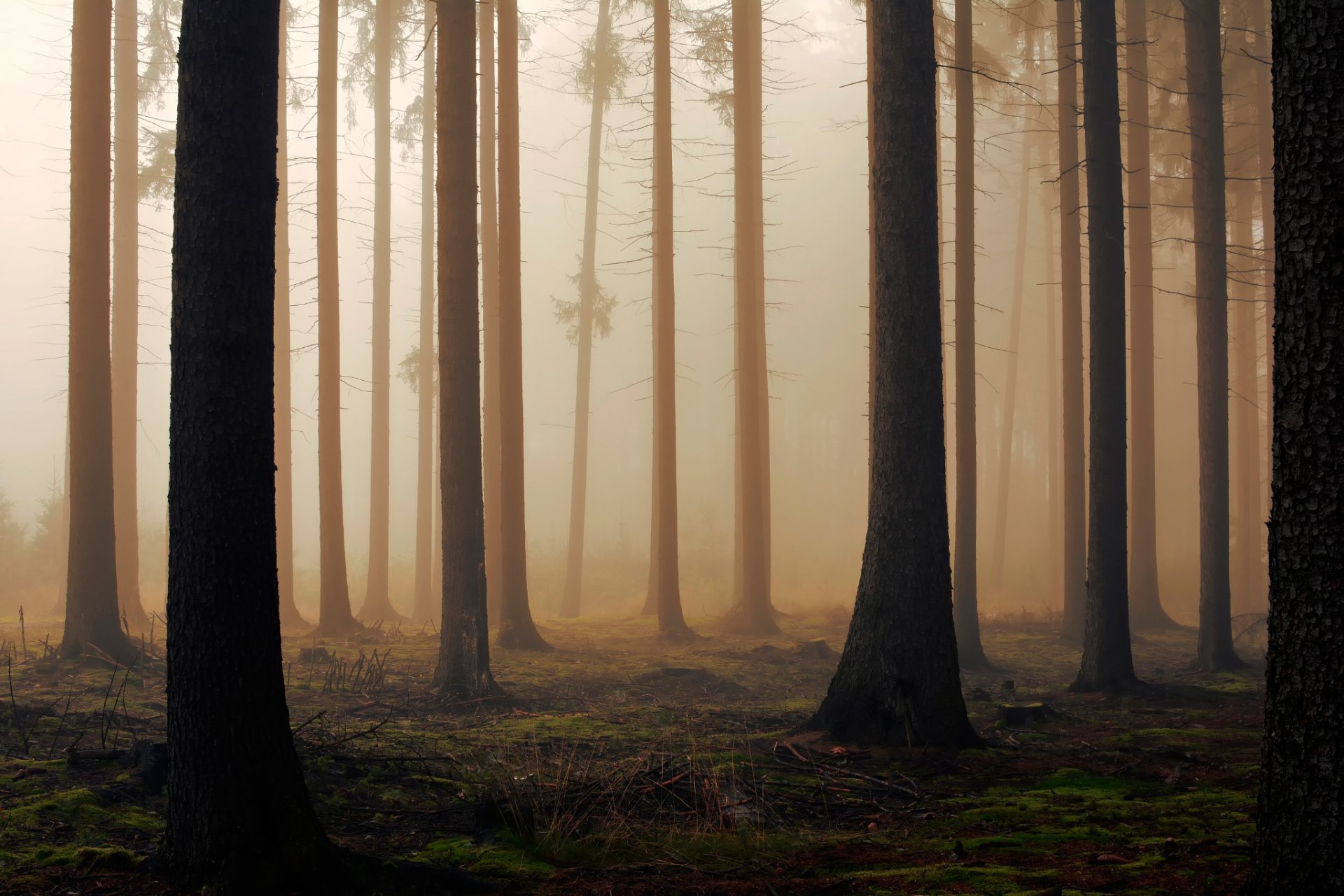 лес деревья утро туман