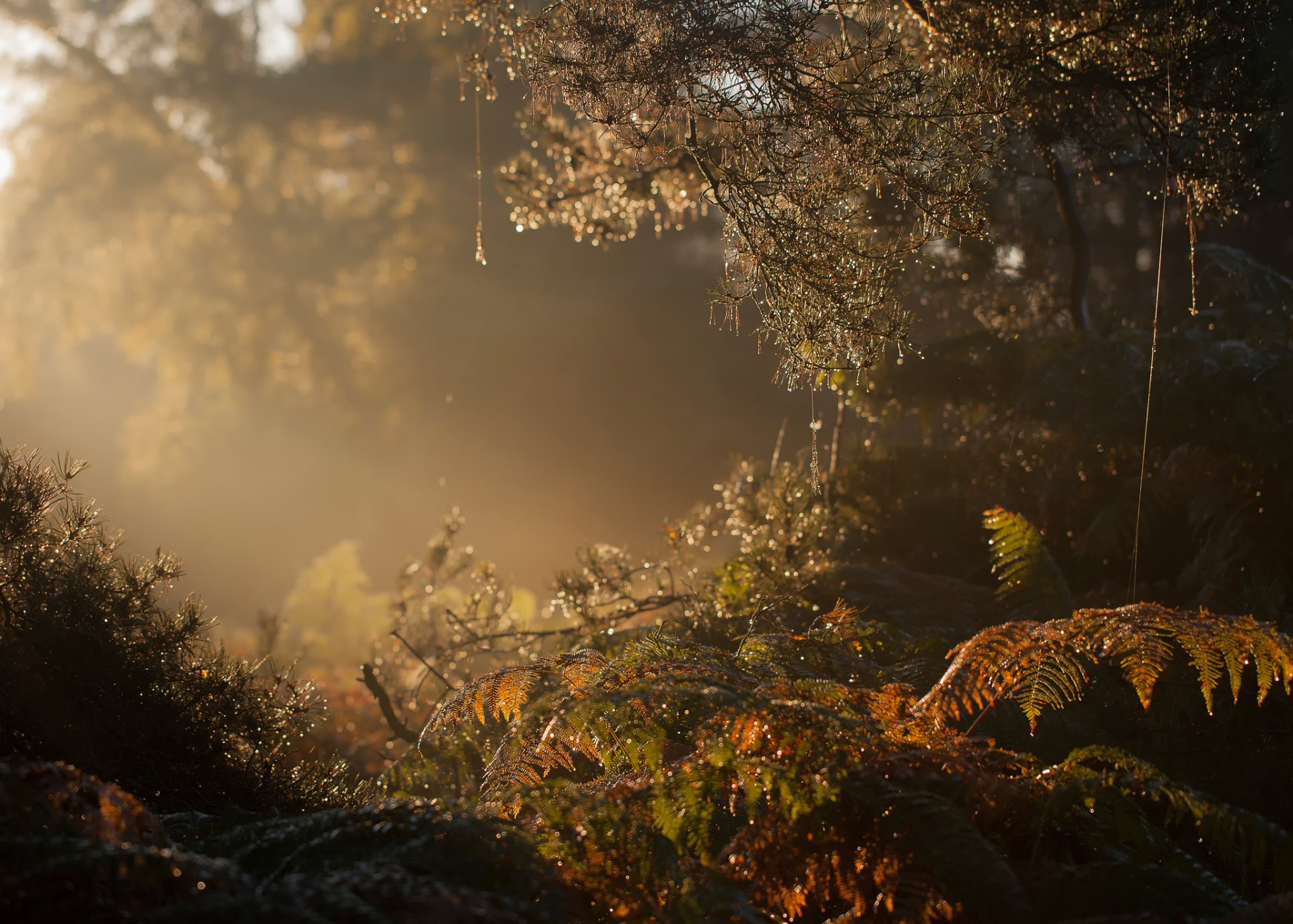 forest morning fog