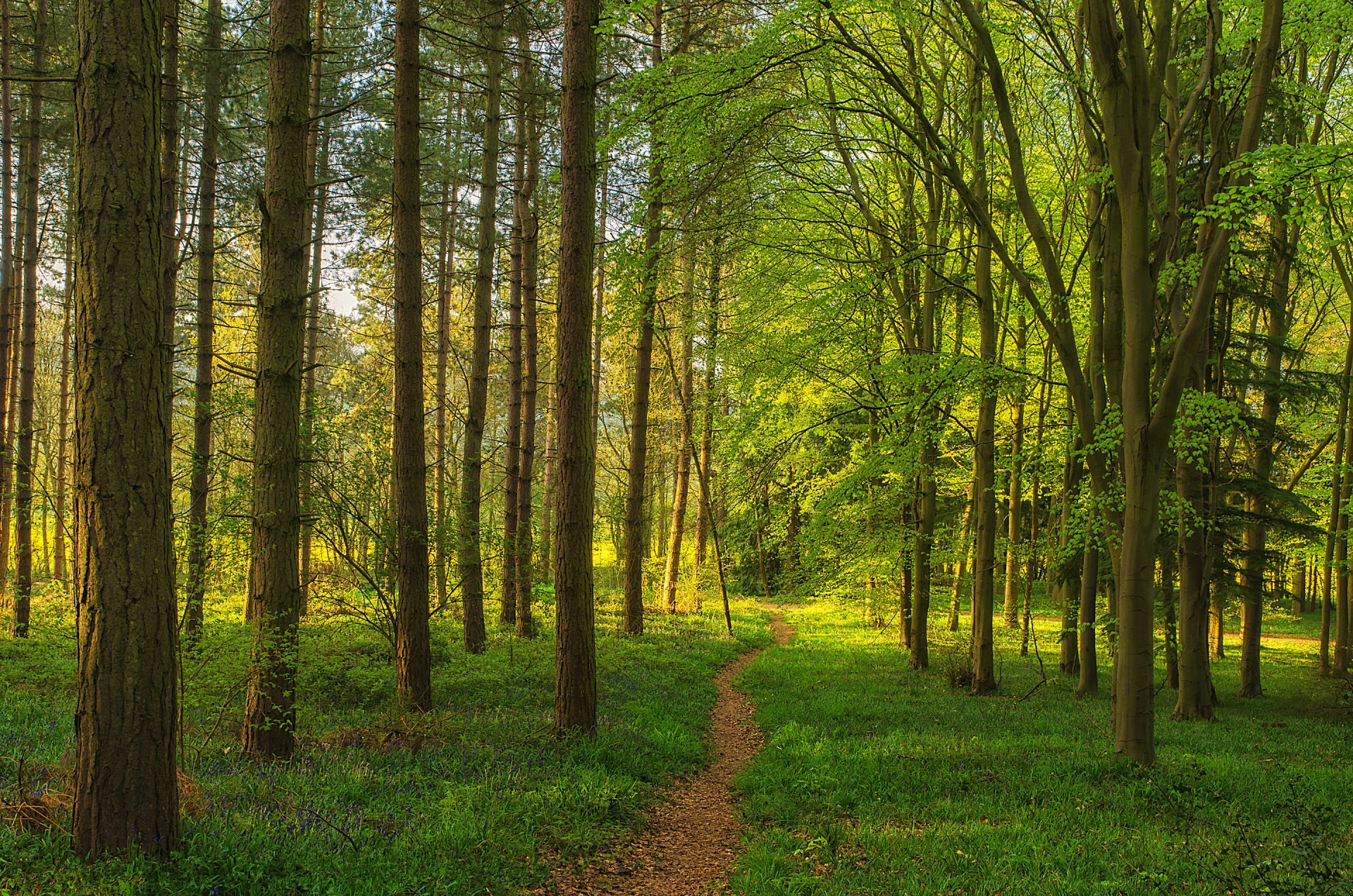 wald bäume fußweg gras