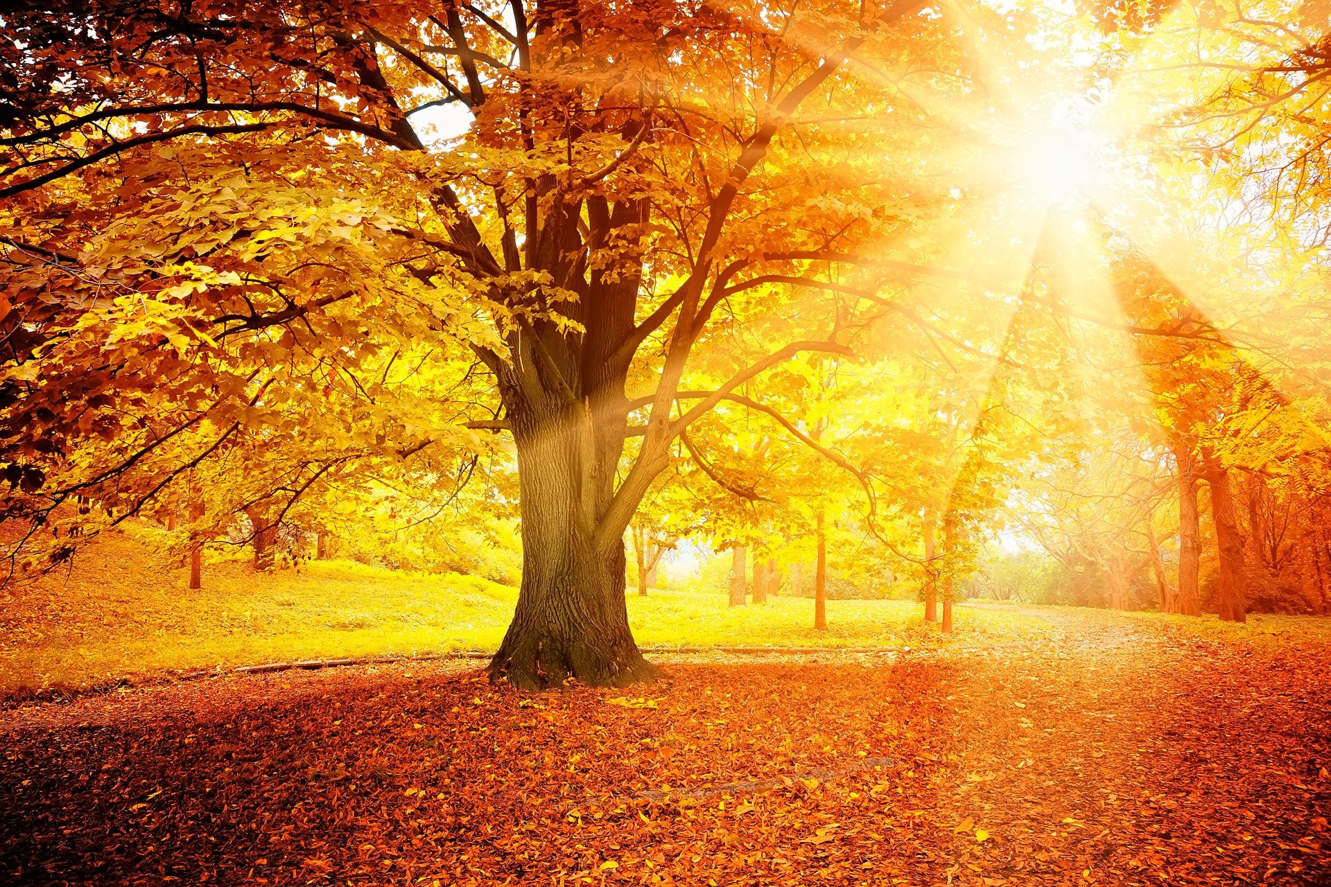 autumn leaves forest tree sun