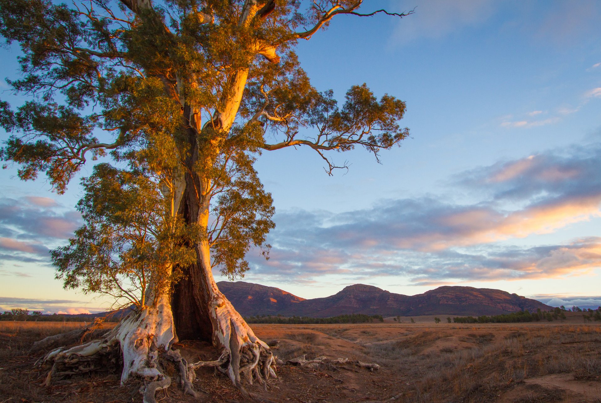 australia sur montañas árbol noche