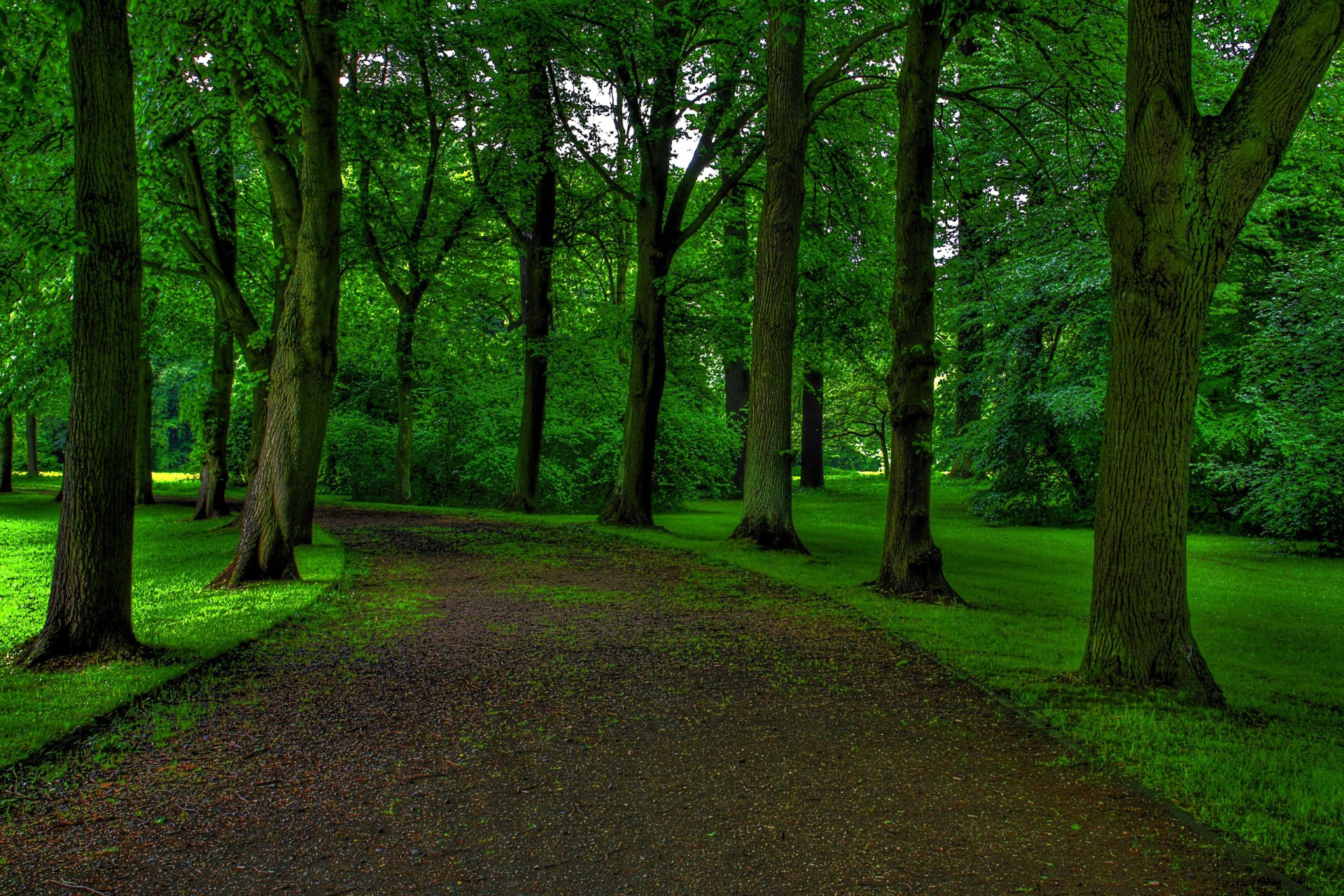 forêt parc arbres route