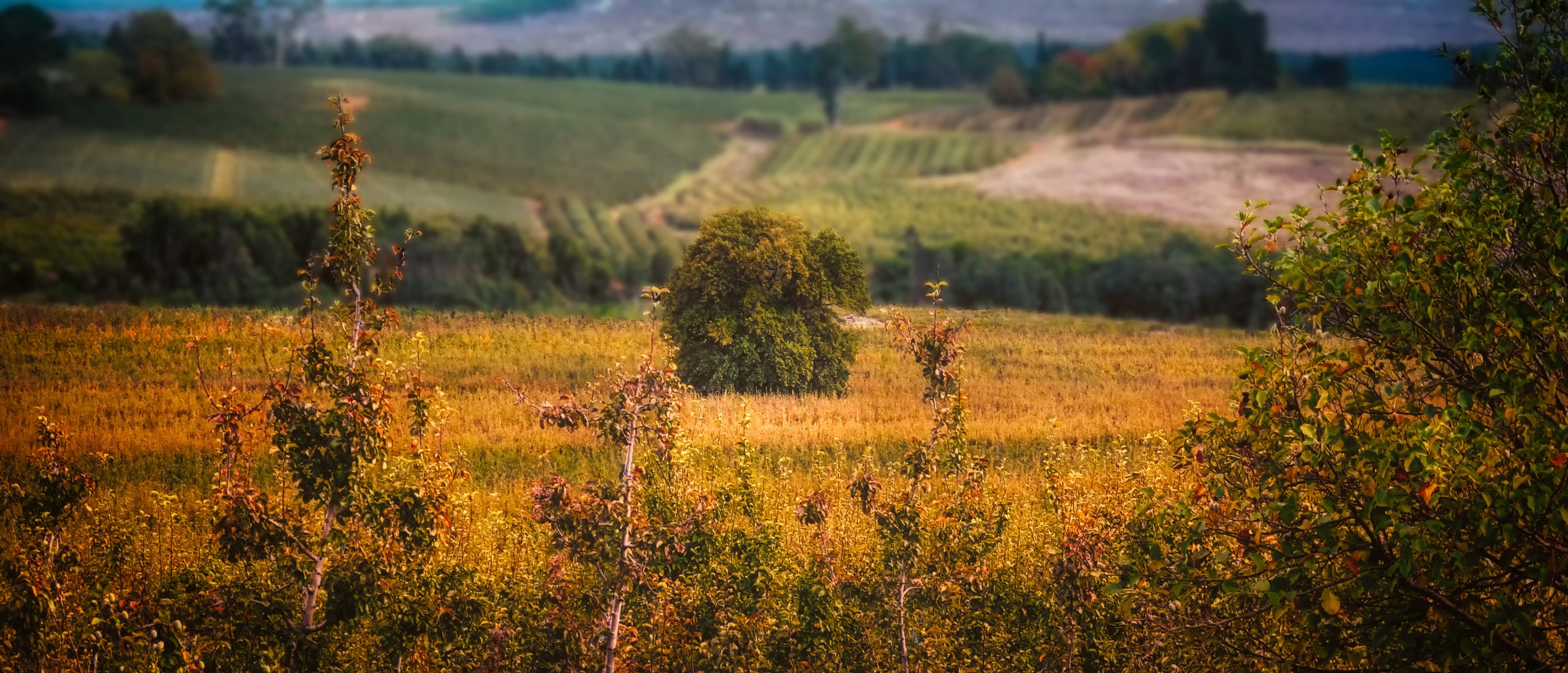 feld bäume strauch