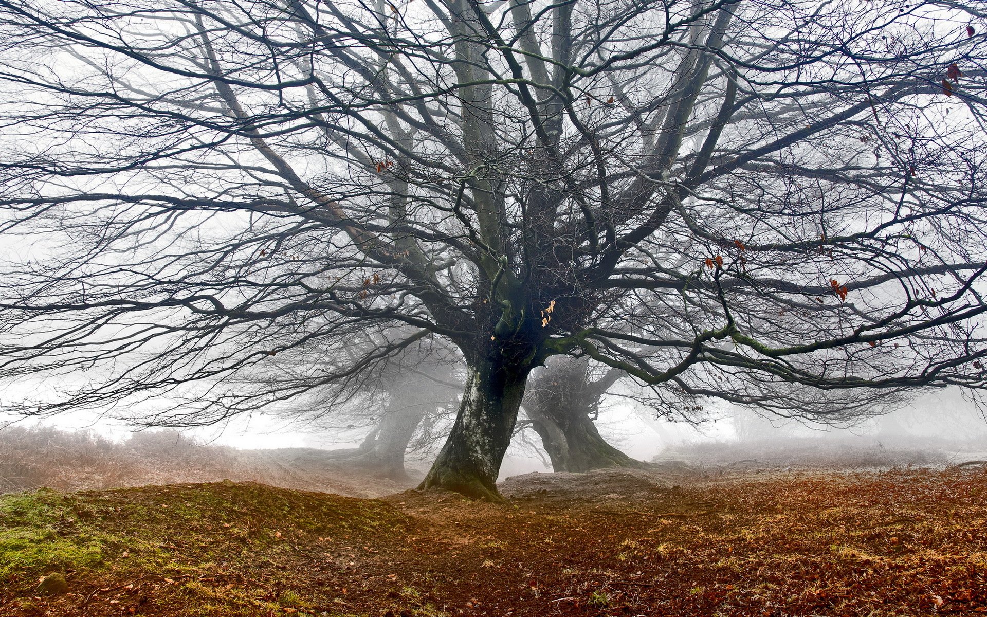 mountain oaks mist tree