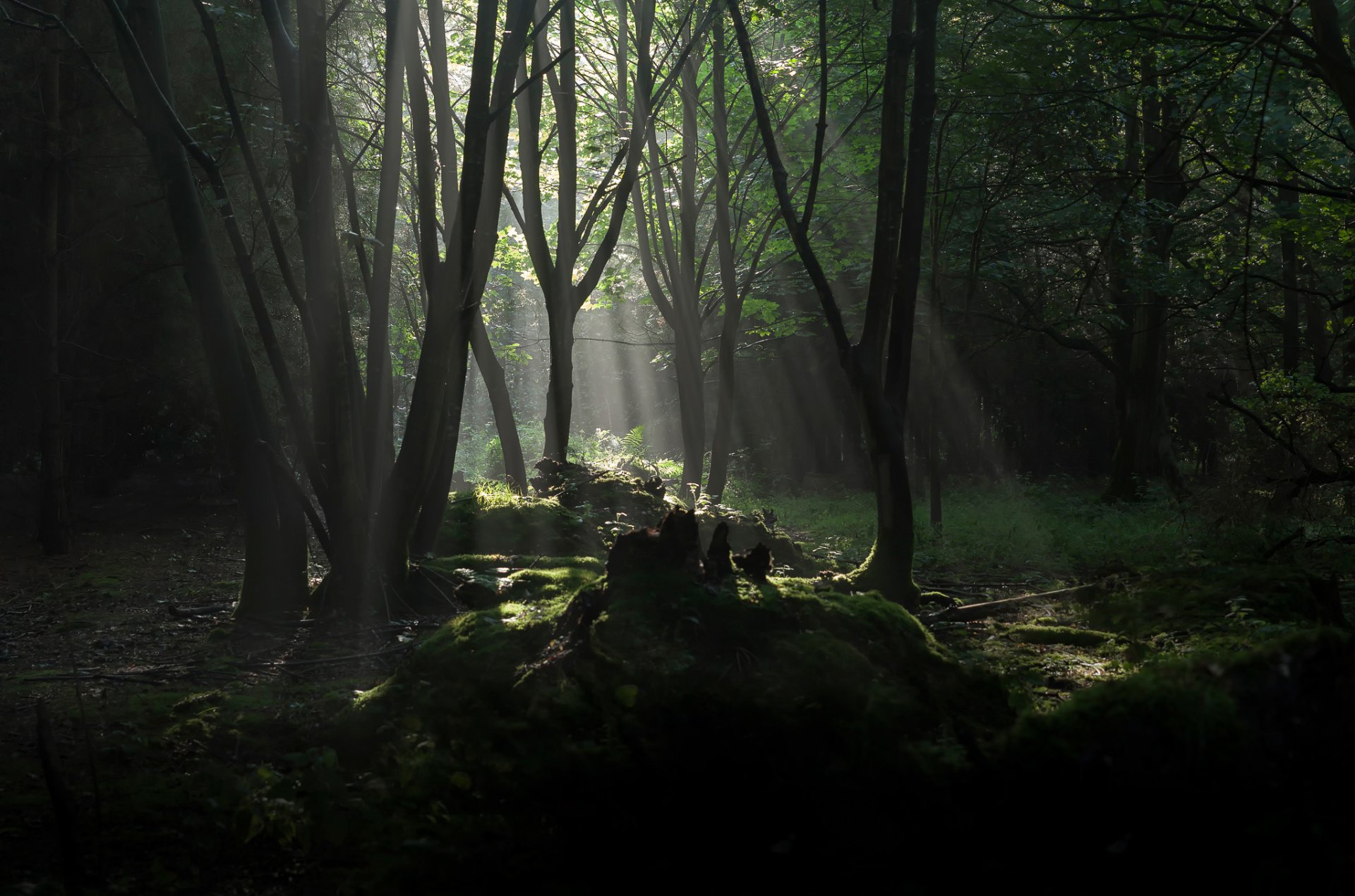 wald bäume sonnenstrahlen