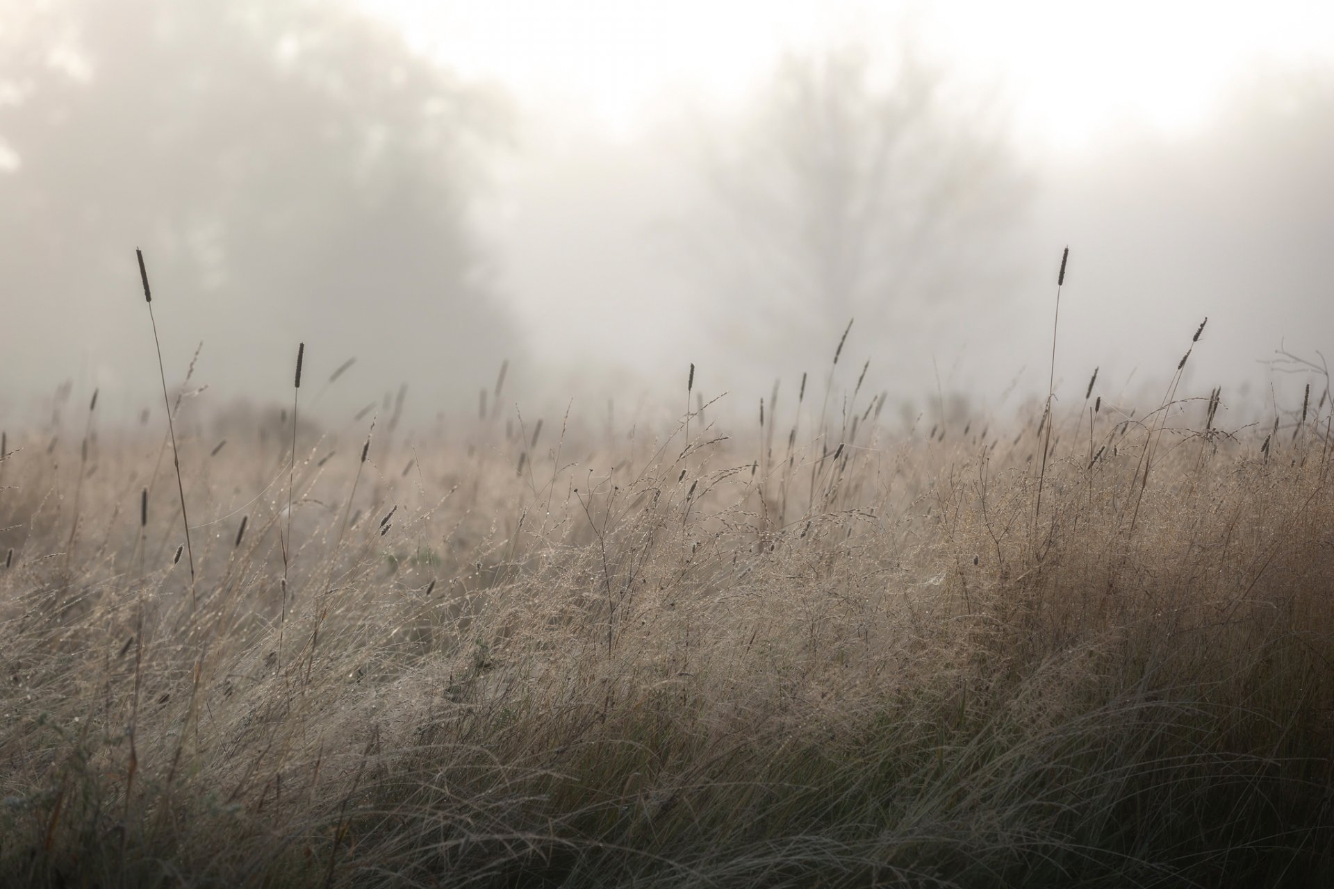 herbe matin rosée