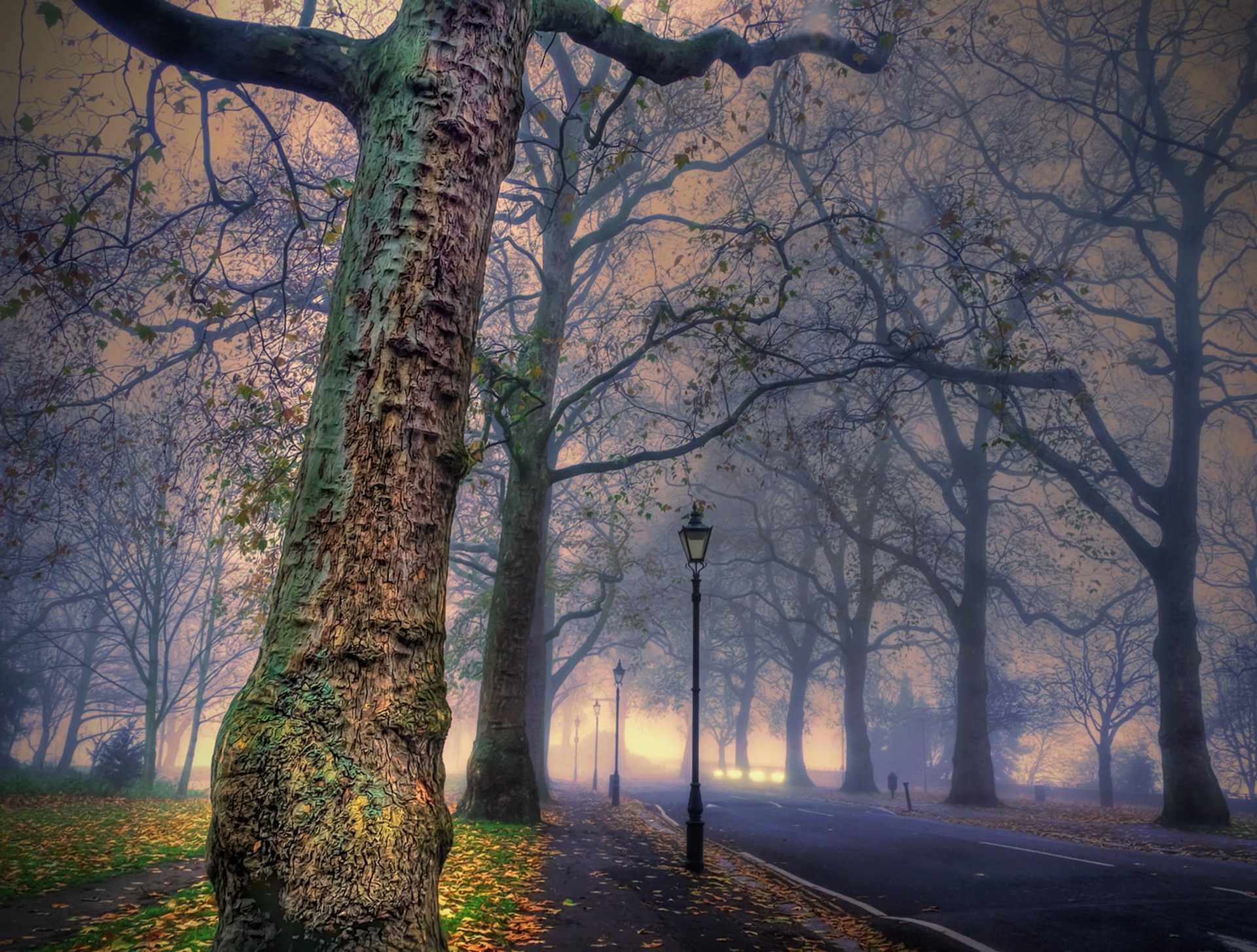 nature road tree autumn leave