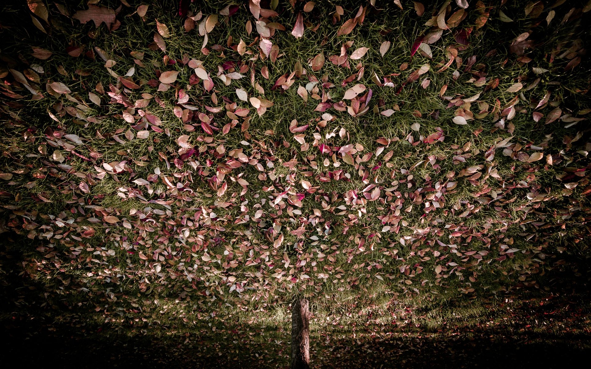 arbre herbe feuilles