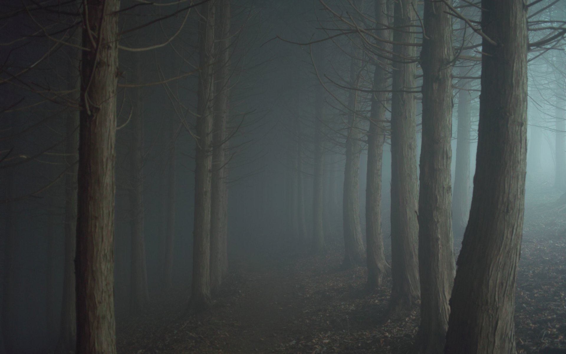 bosque niebla crepúsculo oscuridad camino camino