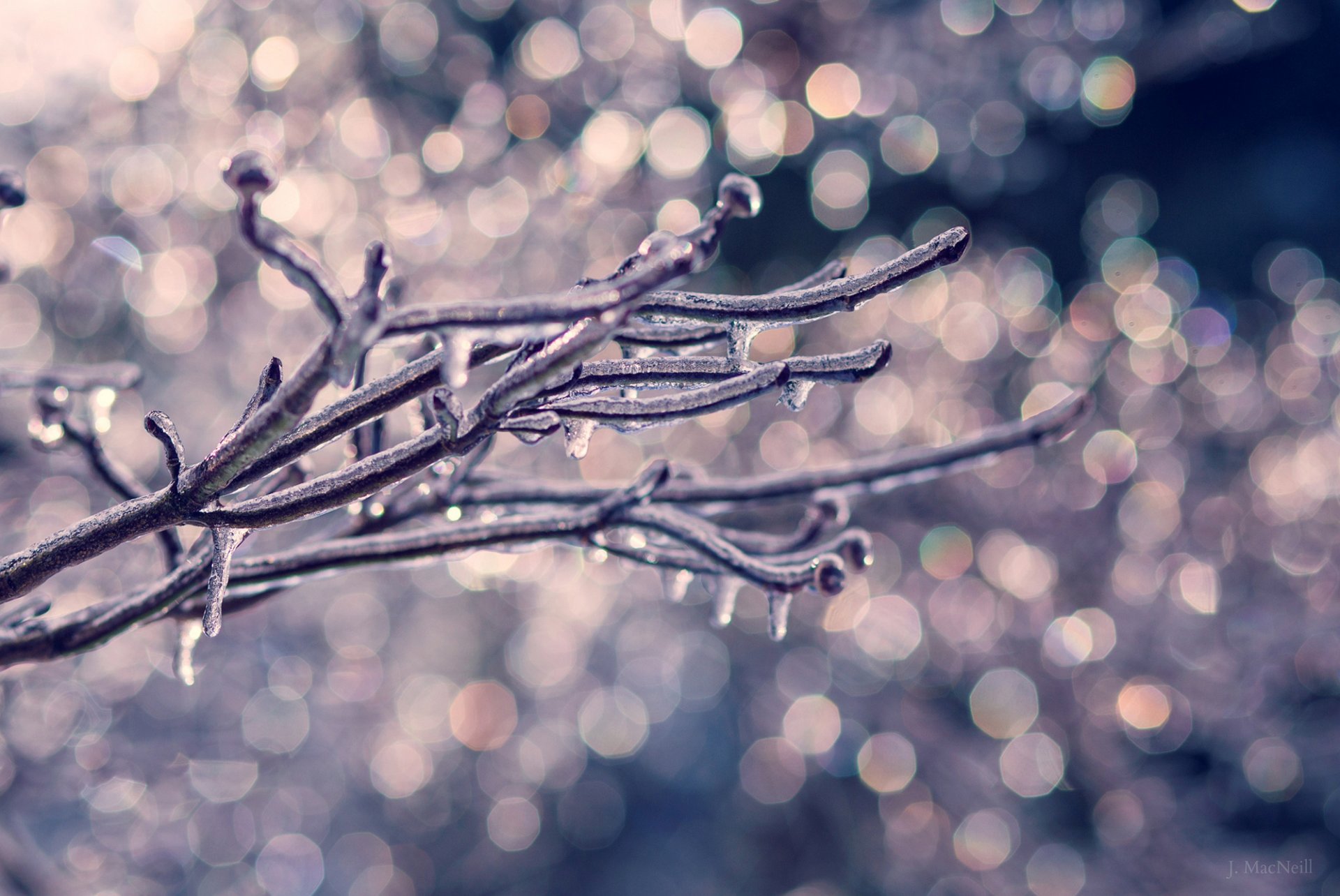 zweig baum eis tropfen winter natur bokeh makro