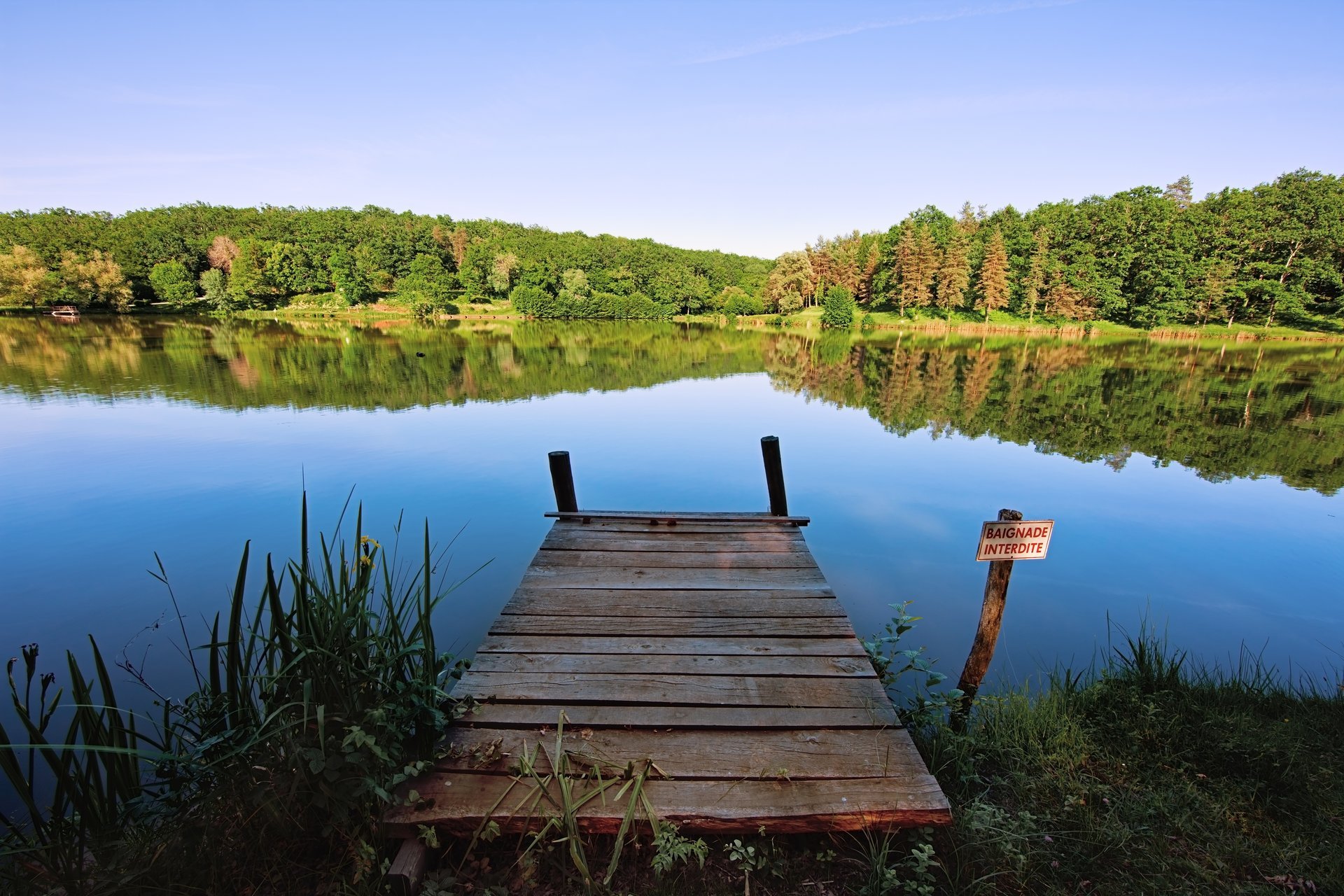 lago foresta erba