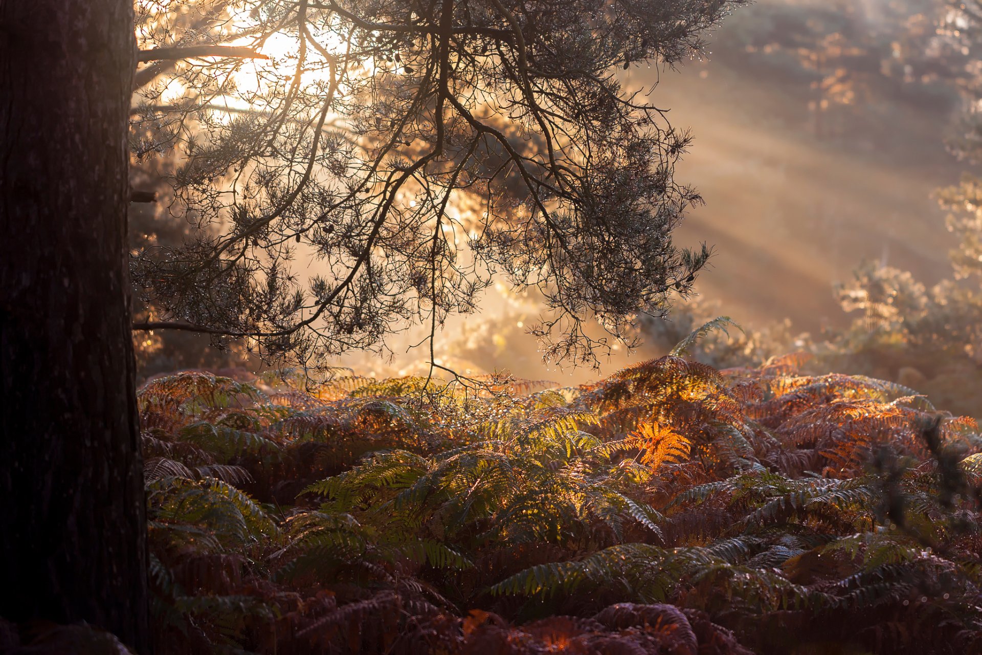 morgen wald nebel